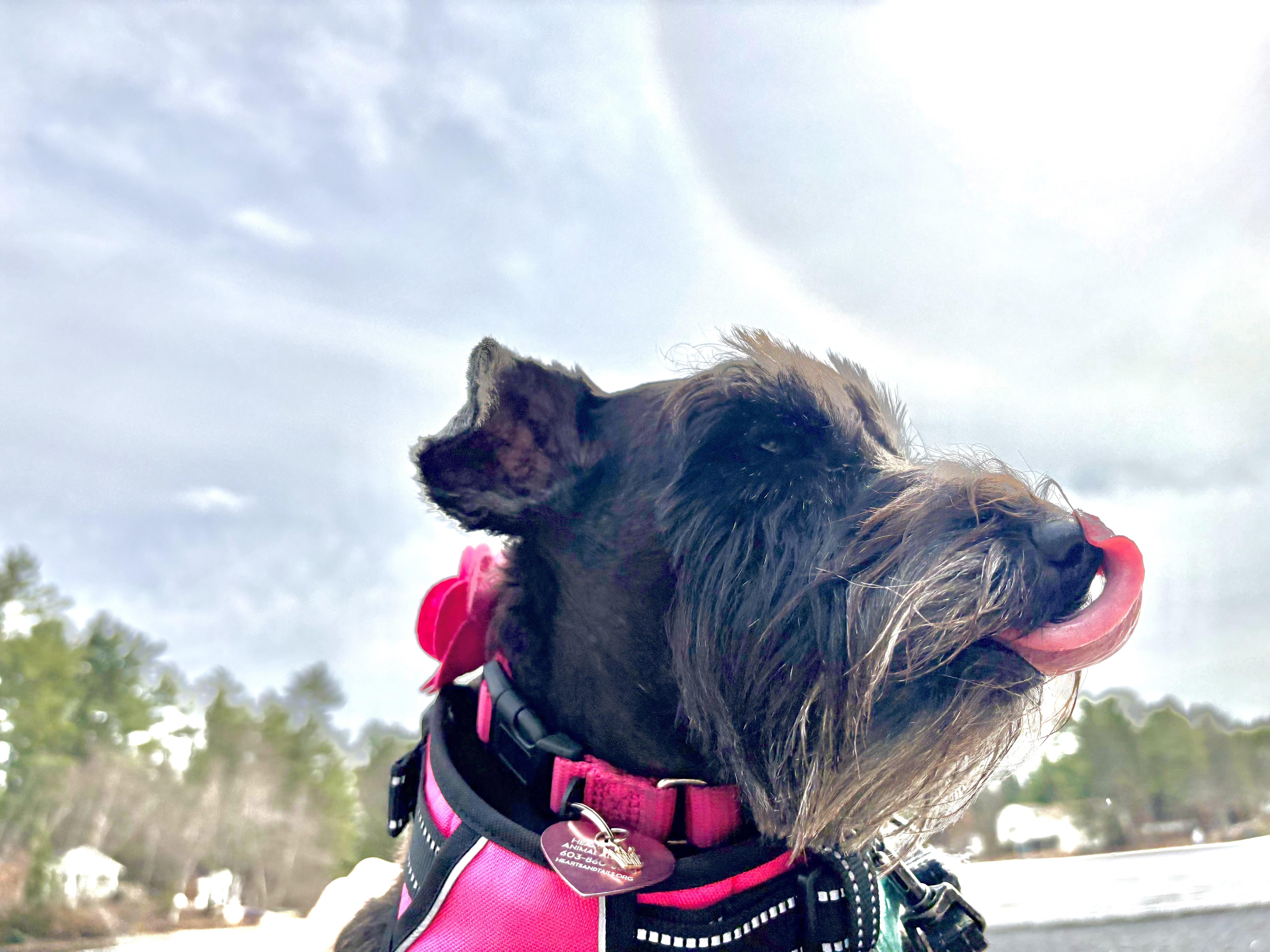 Enlarge Leigha, a ADOPTABLE Miniature Schnauzer in Weare, NH image 2/6