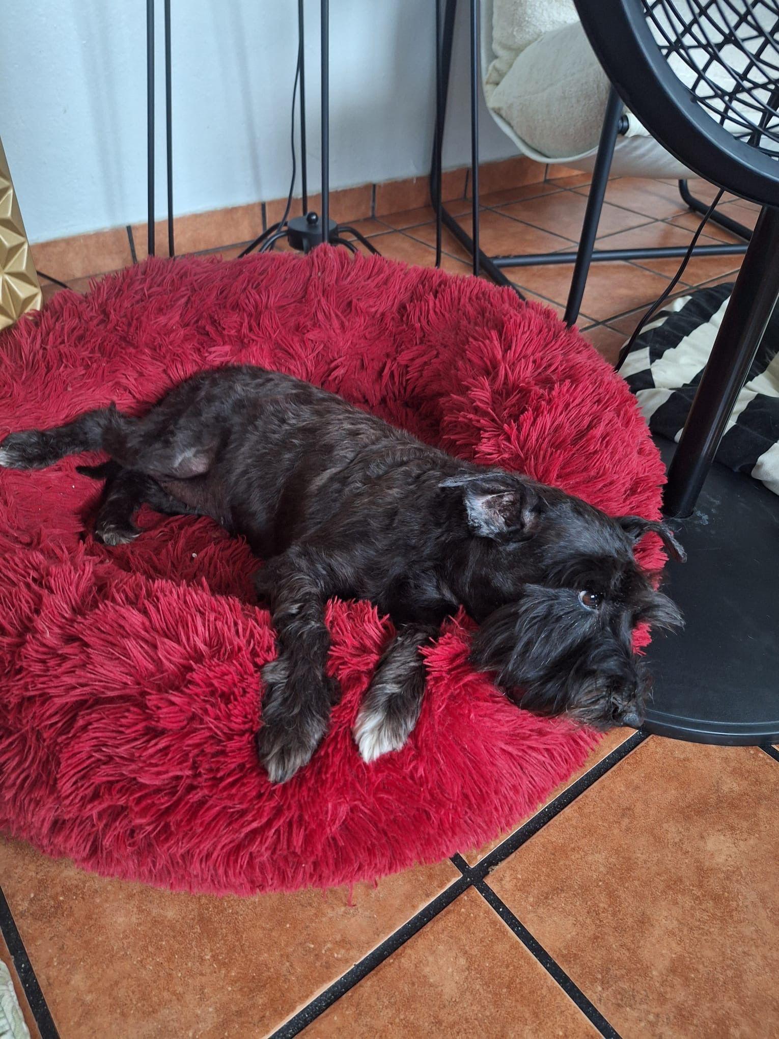 Enlarge Leigha, a ADOPTABLE Miniature Schnauzer in Weare, NH image 5/6