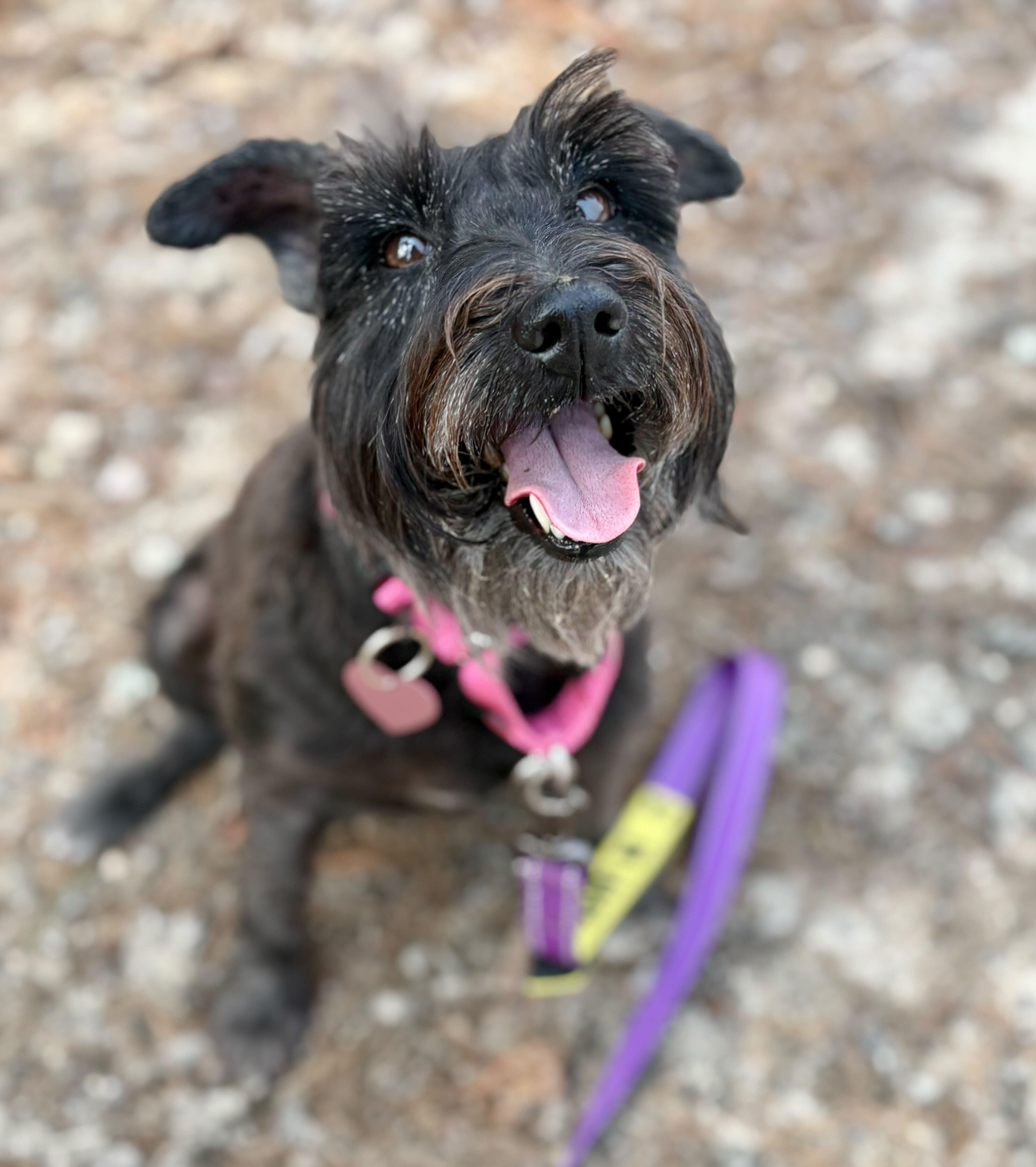 Leigha, ADOPTABLE, Young Female Miniature Schnauzer.