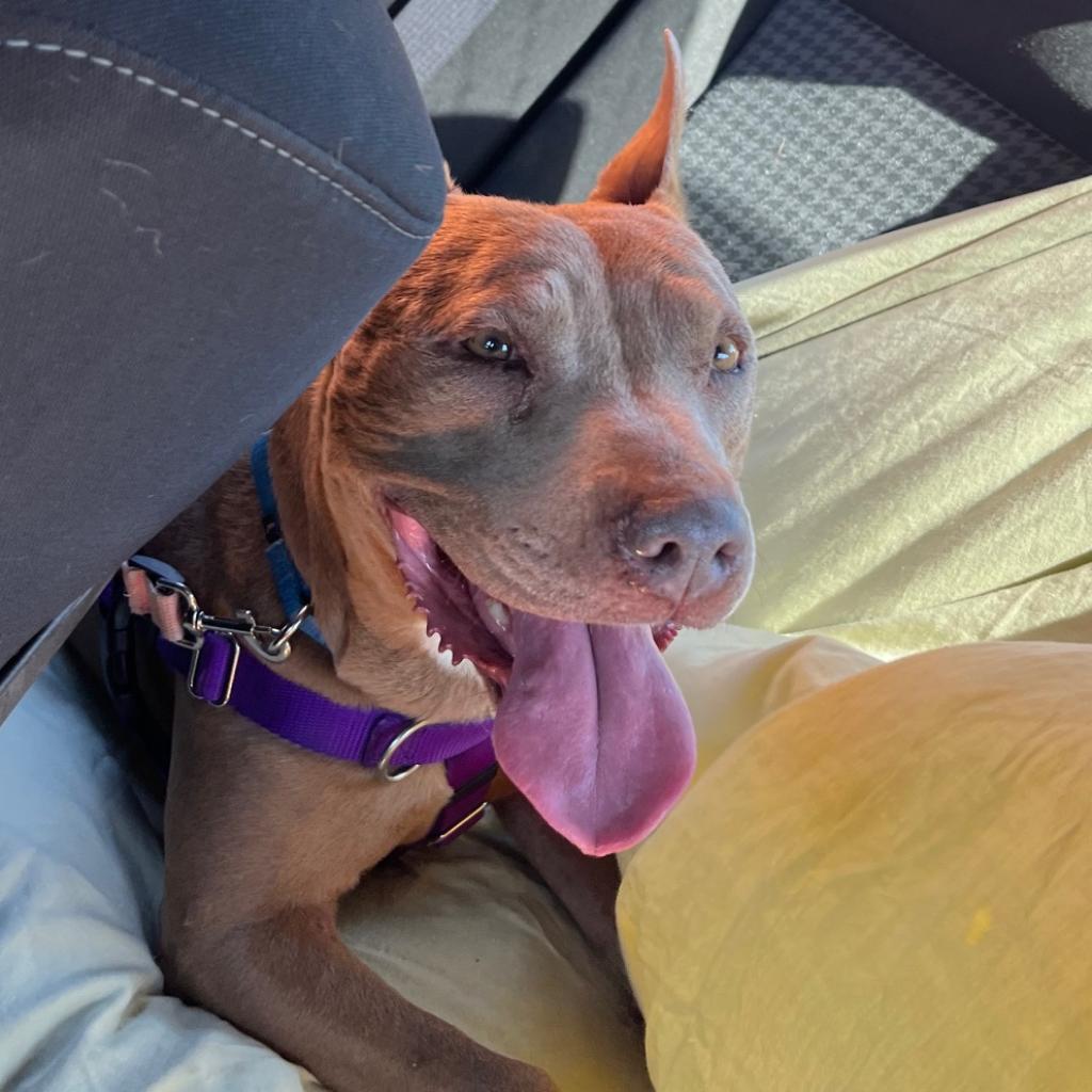 Lola — thumbnail 2