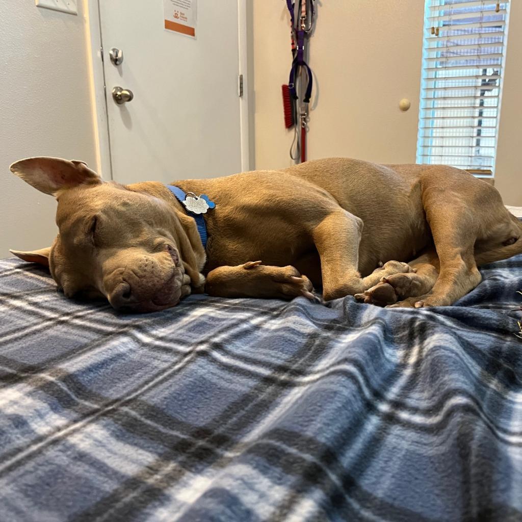 Lola — thumbnail 3