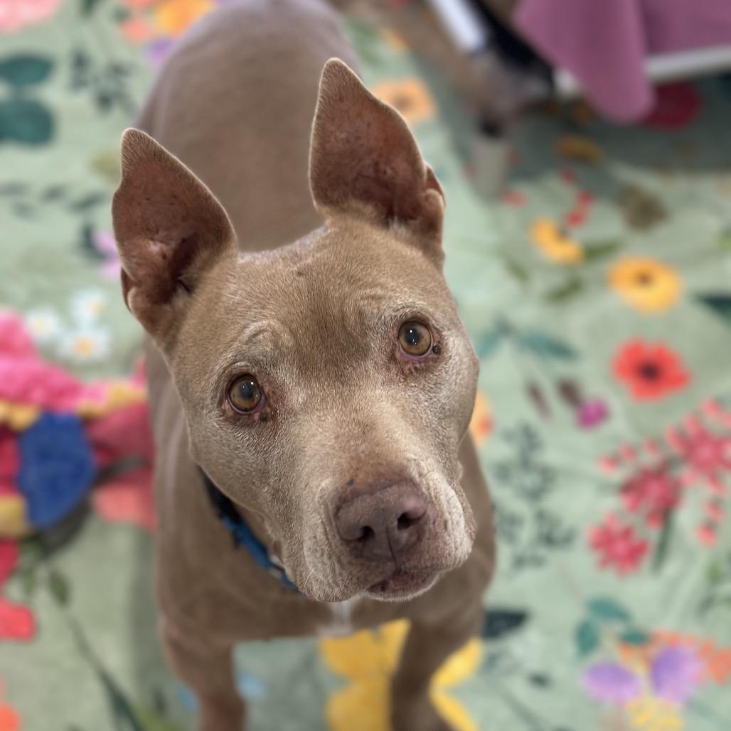 Lola — thumbnail 4