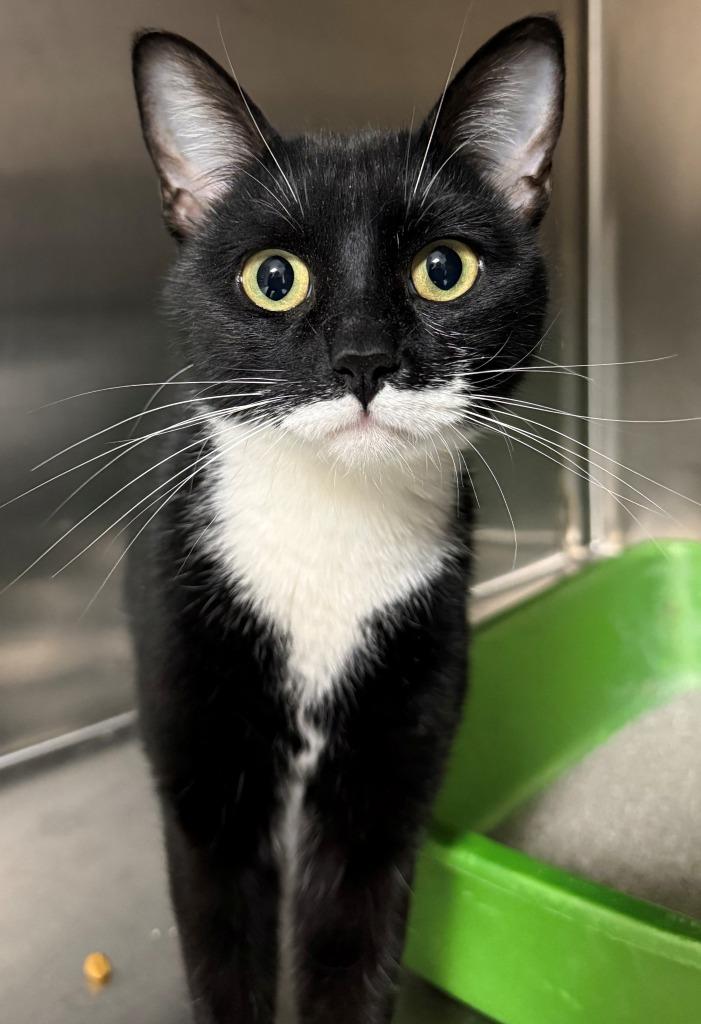 Squeakers, Adoptable, Young Female Domestic Short Hair.