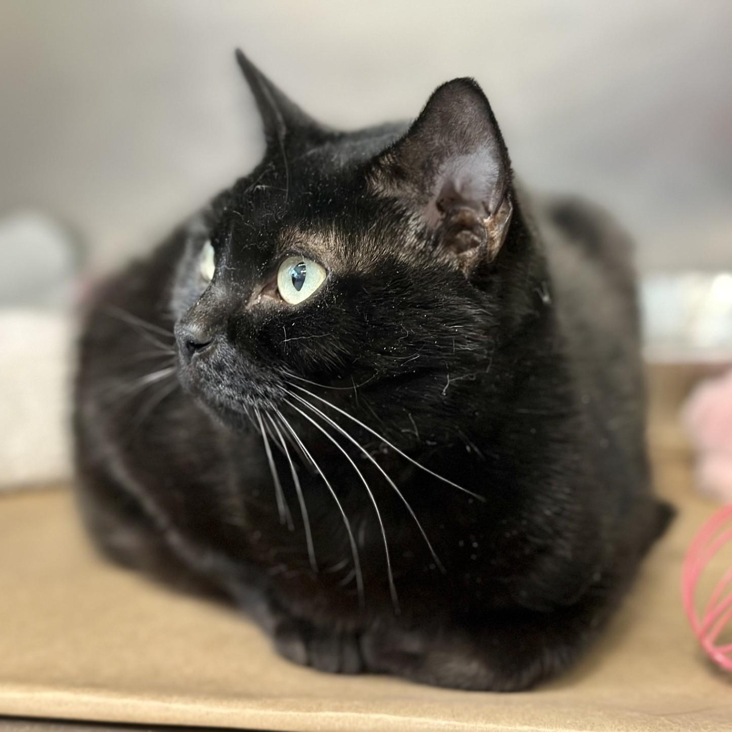 Quila , a ADOPTABLE Domestic Short Hair in Jackson, NJ image 2/2