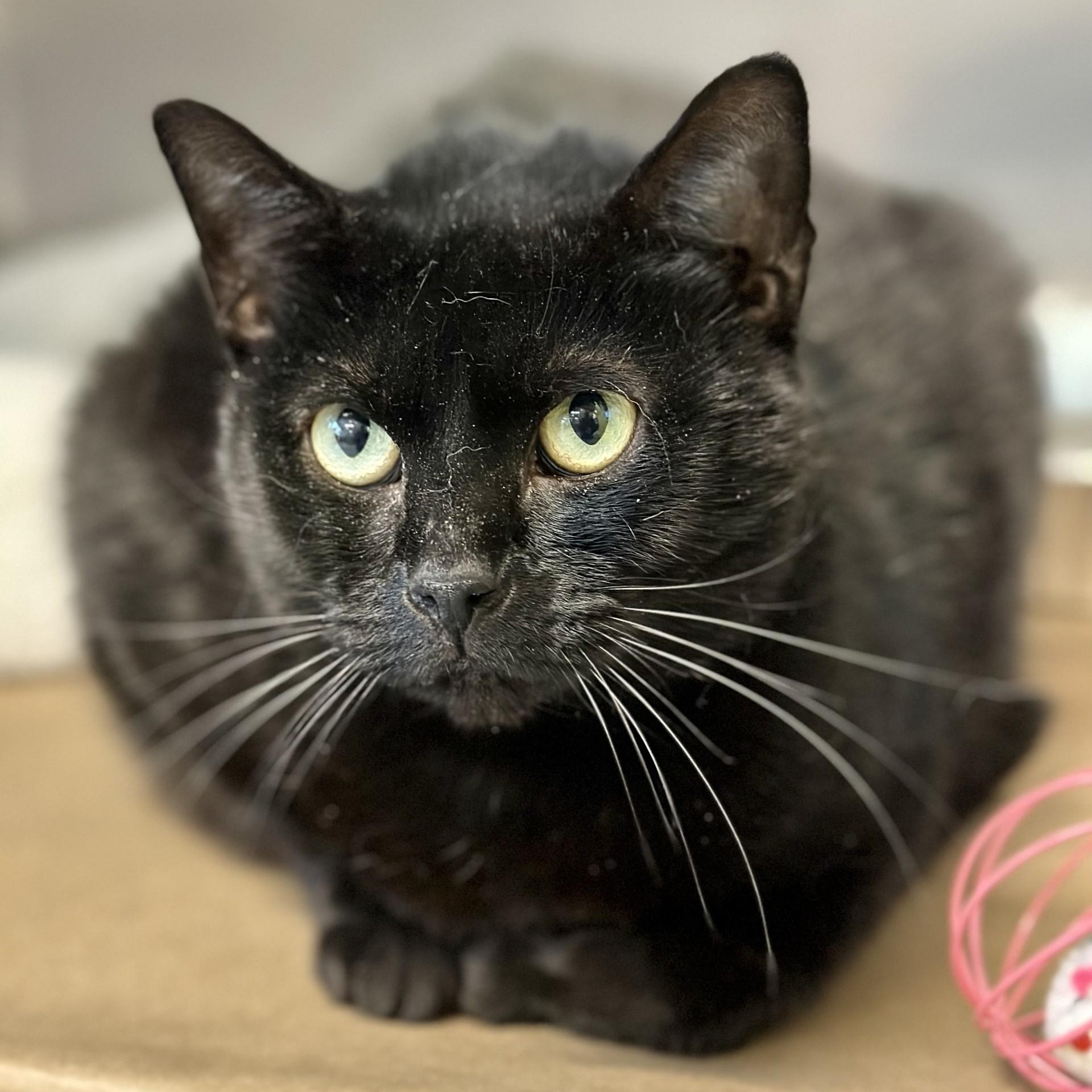 Quila , ADOPTABLE, Adult Female Domestic Short Hair.