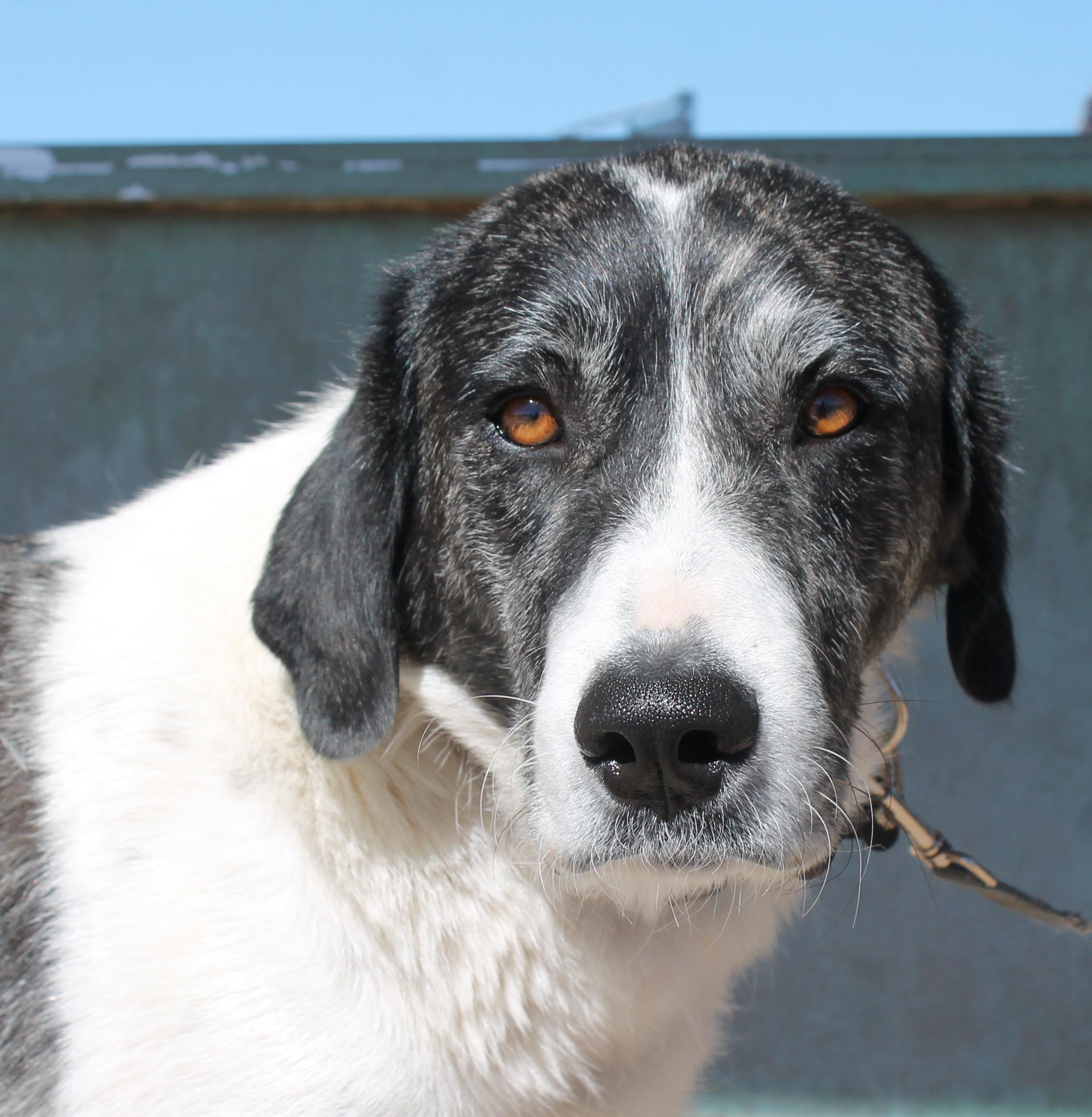 Tillie photo