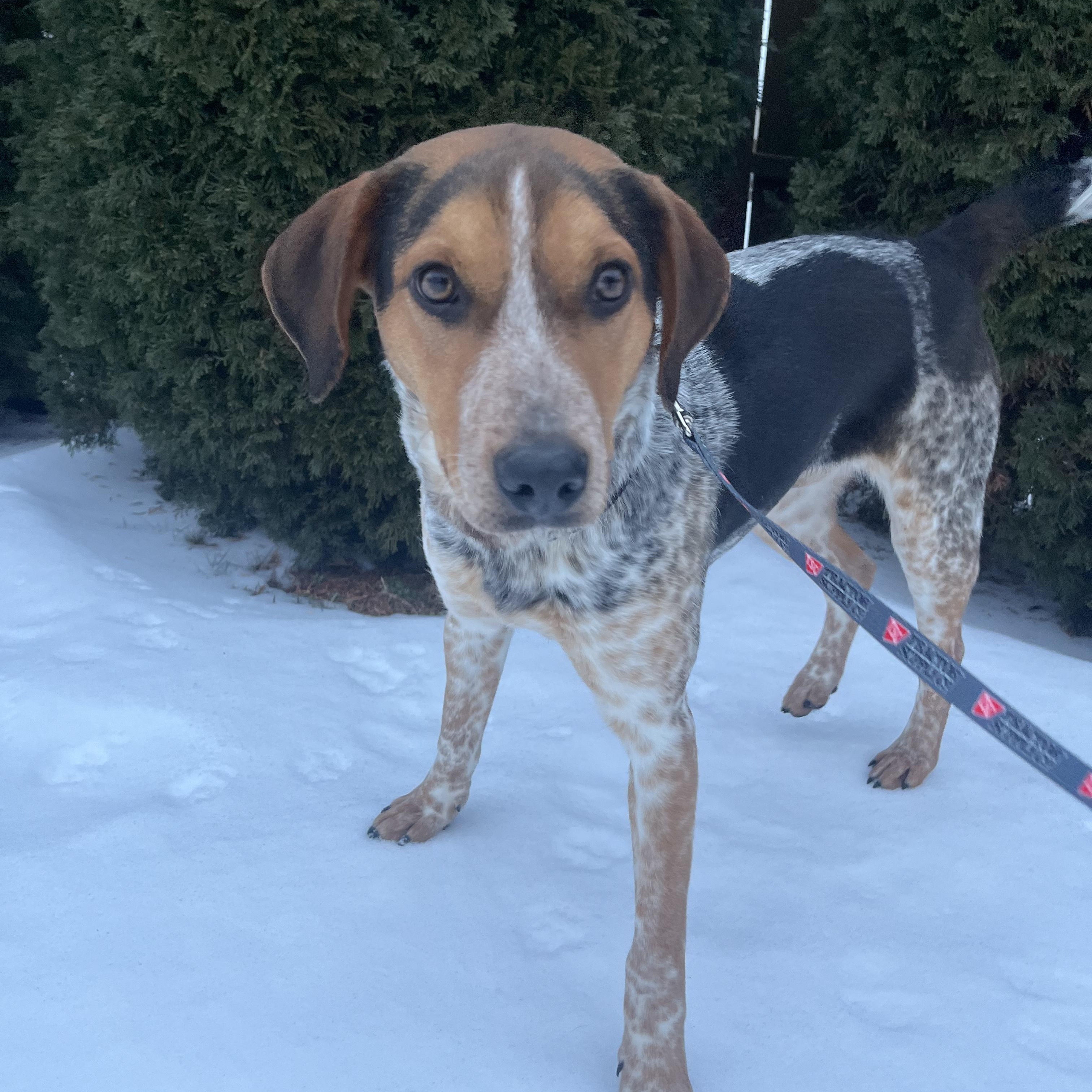 Jumpin Jack "Flash" , ADOPTABLE, Young Male Cattle Dog.