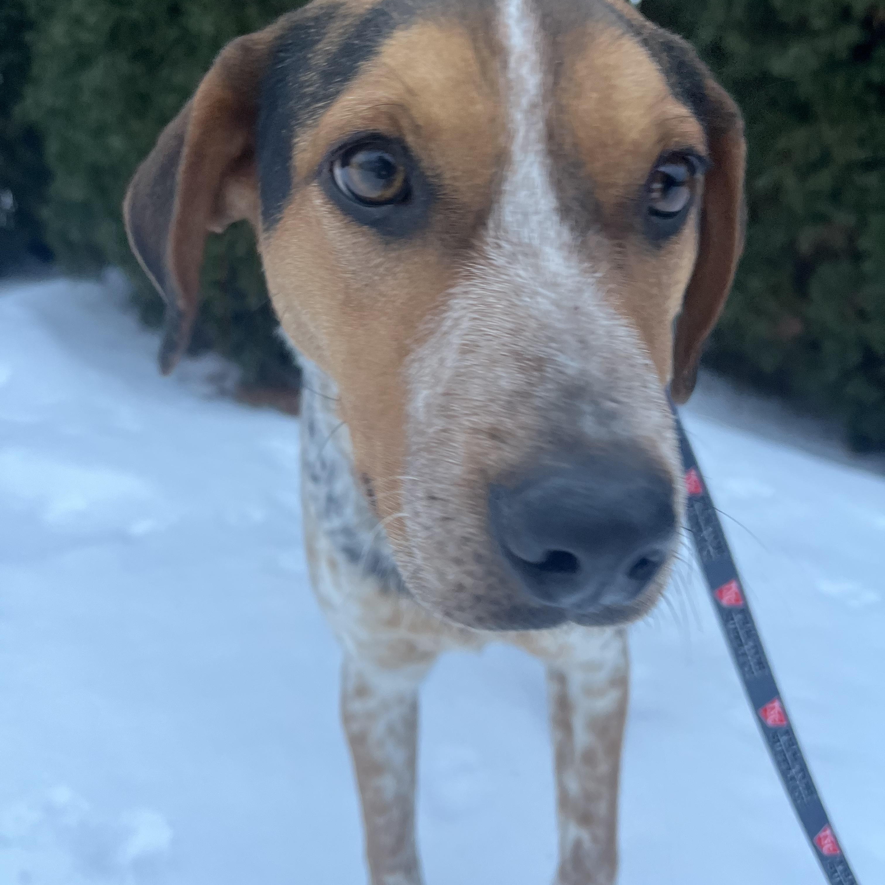 Enlarge Jumpin Jack "Flash" , a ADOPTABLE Cattle Dog in Lexington, KY image 6/6