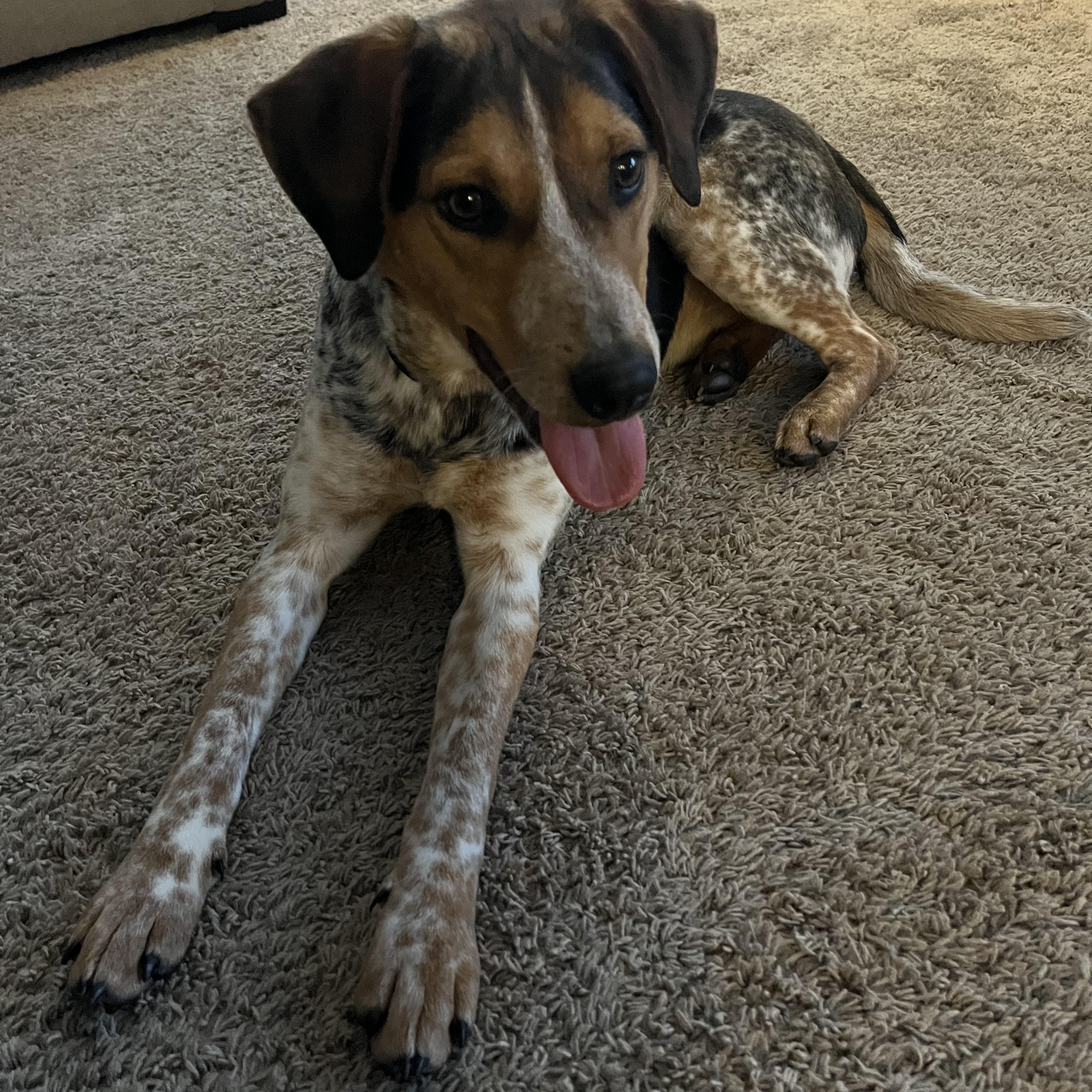 Enlarge Jumpin Jack "Flash" , a ADOPTABLE Cattle Dog in Lexington, KY image 4/6