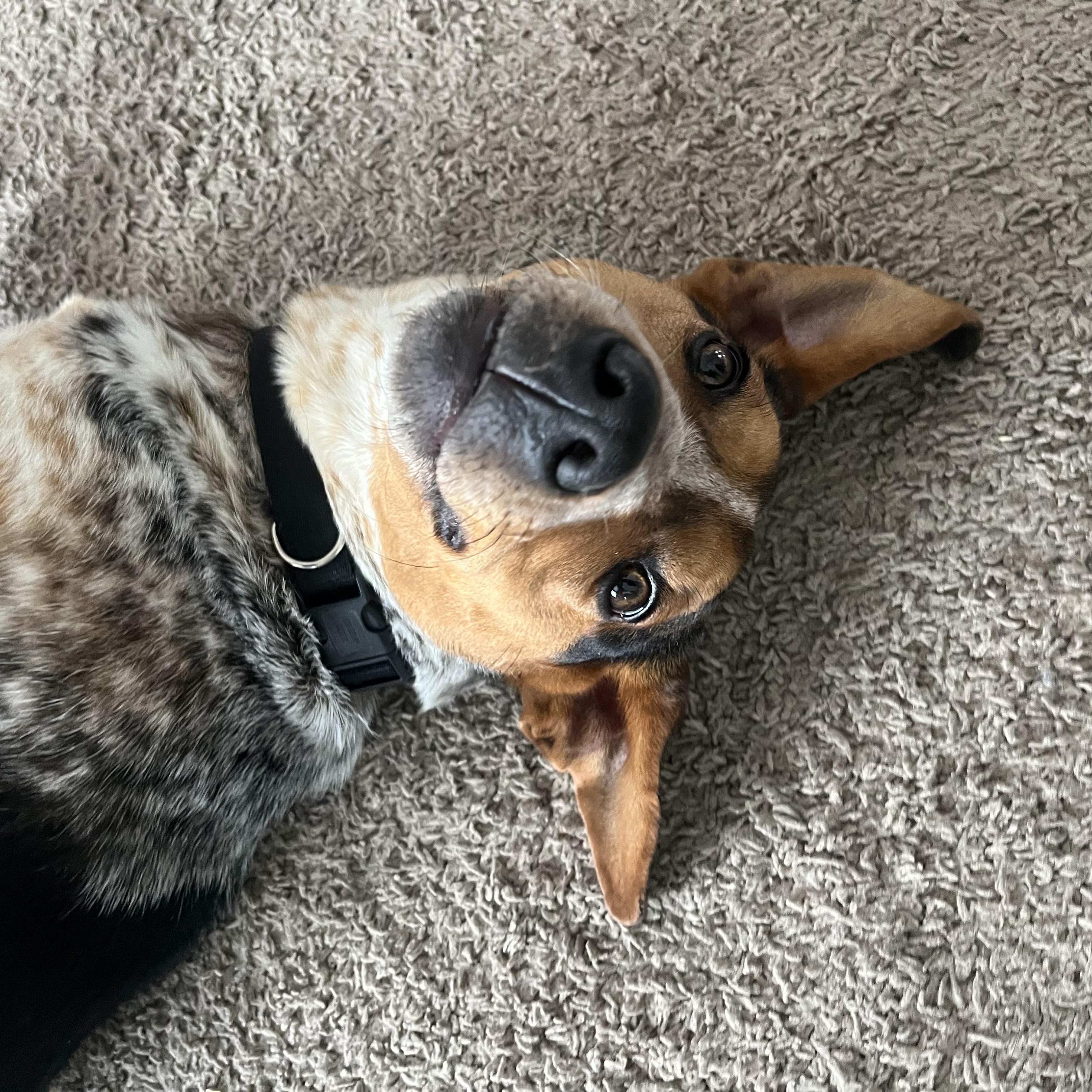 Enlarge Jumpin Jack "Flash" , a ADOPTABLE Cattle Dog in Lexington, KY image 3/6