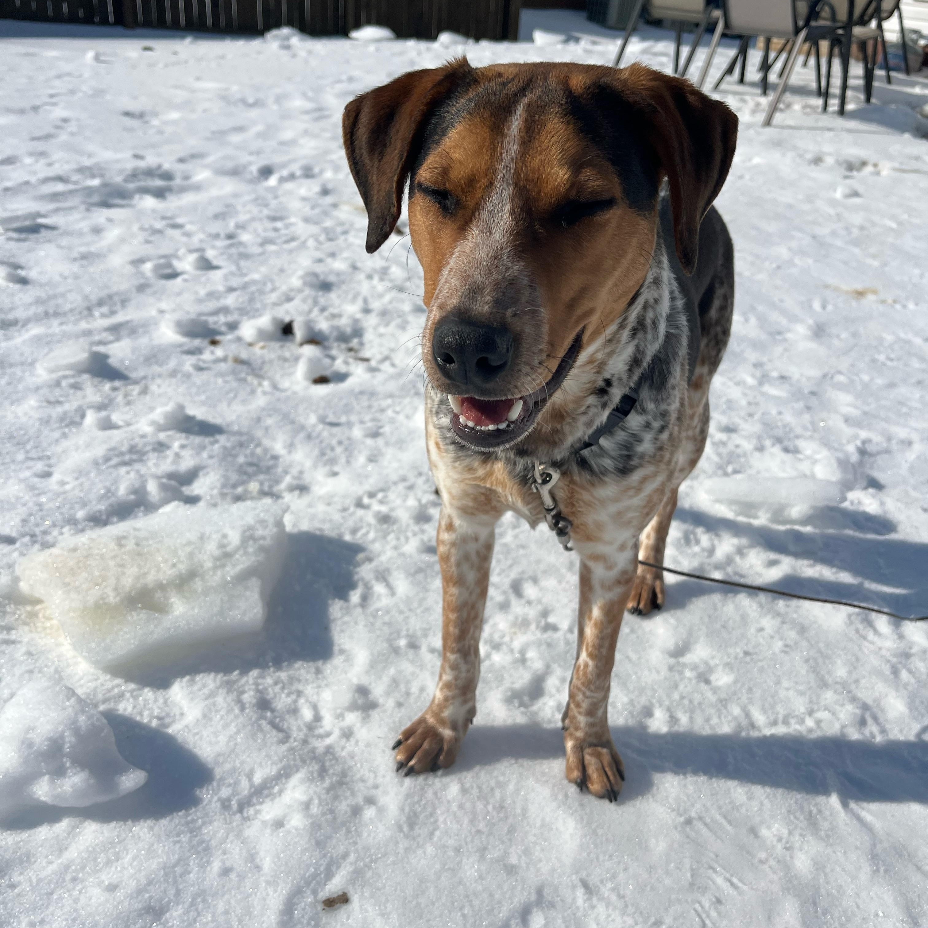 Enlarge Jumpin Jack "Flash" , a ADOPTABLE Cattle Dog in Lexington, KY image 5/6