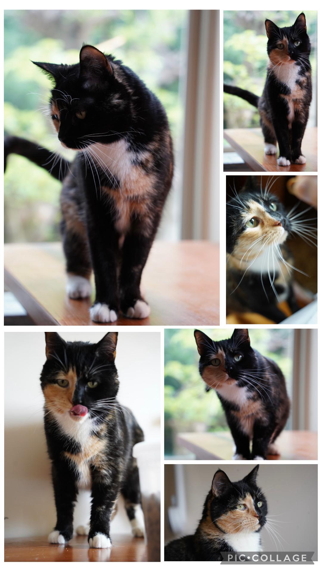 Sweetie ( a true sweetheart ), an adoptable Domestic Short Hair in Staten island, NY image 2/6
