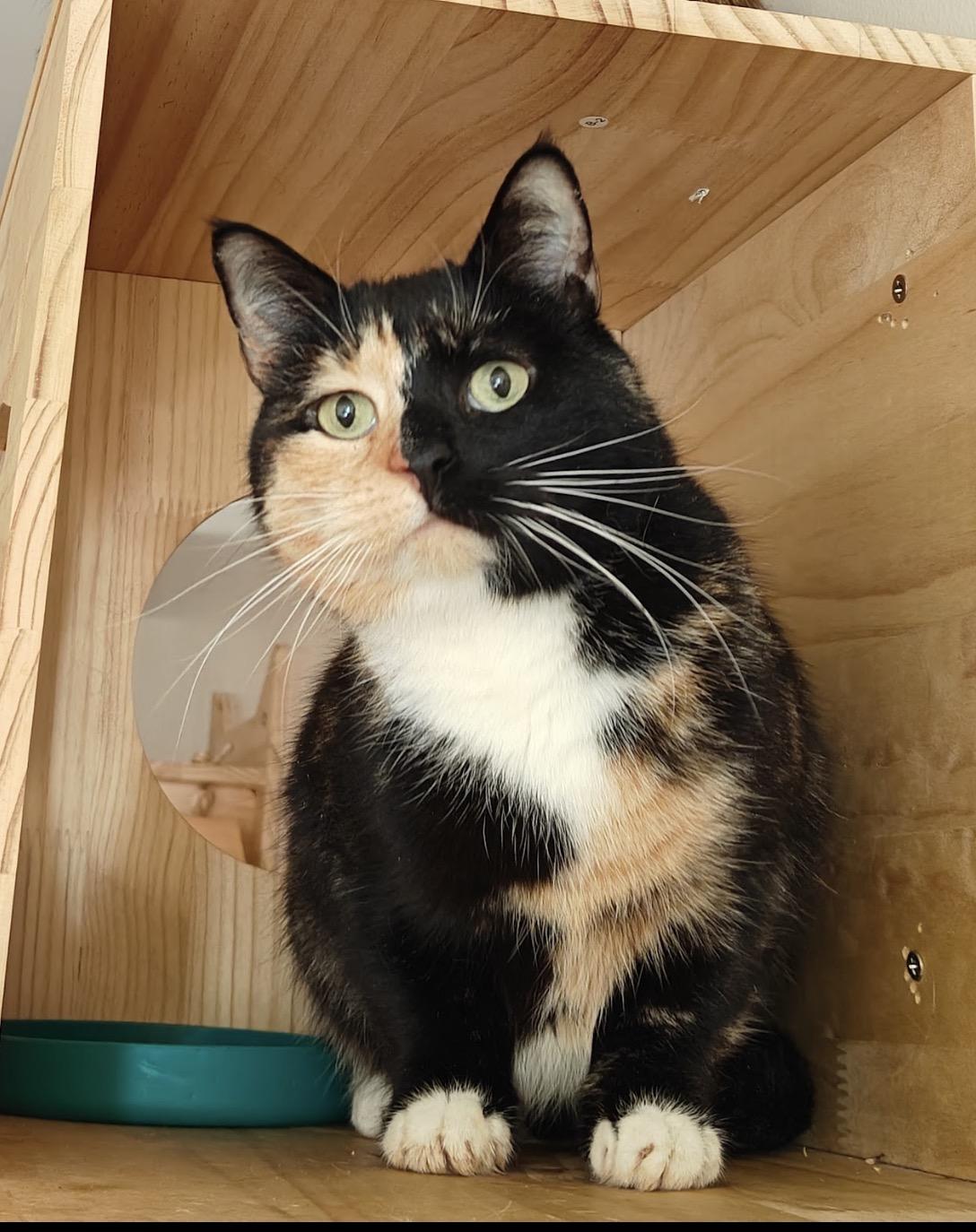 Sweetie ( a true sweetheart ), an adoptable Domestic Short Hair in Staten island, NY image 4/6