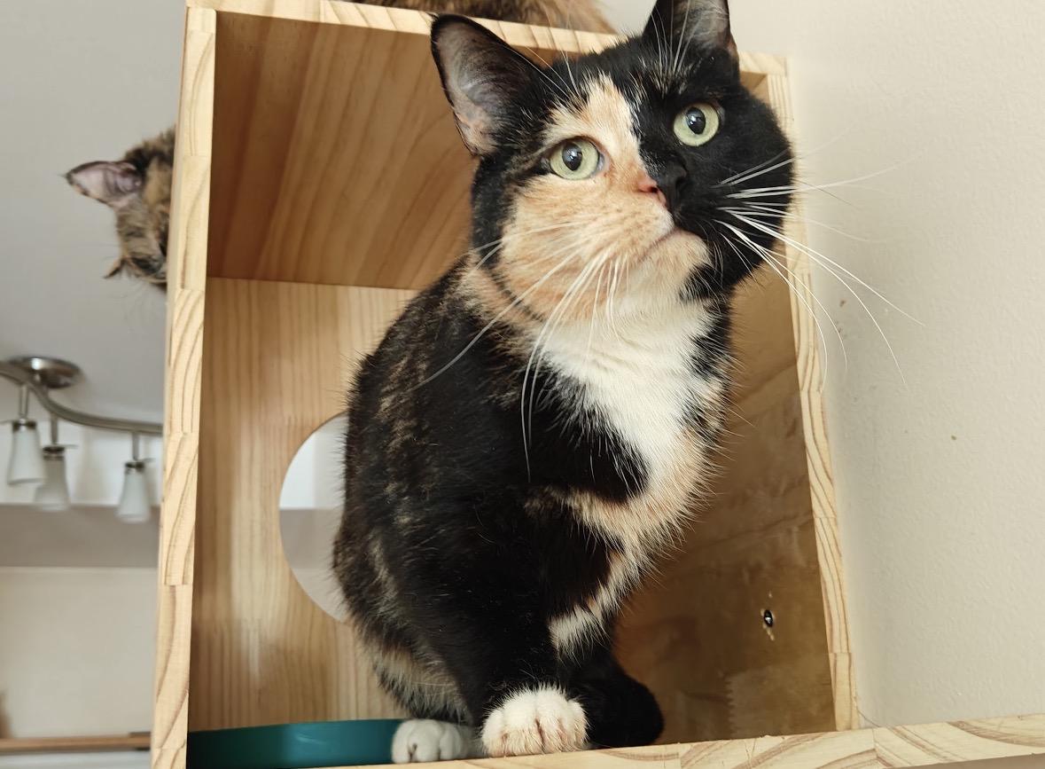Sweetie ( a true sweetheart ), an adoptable Domestic Short Hair in Staten island, NY image 3/6