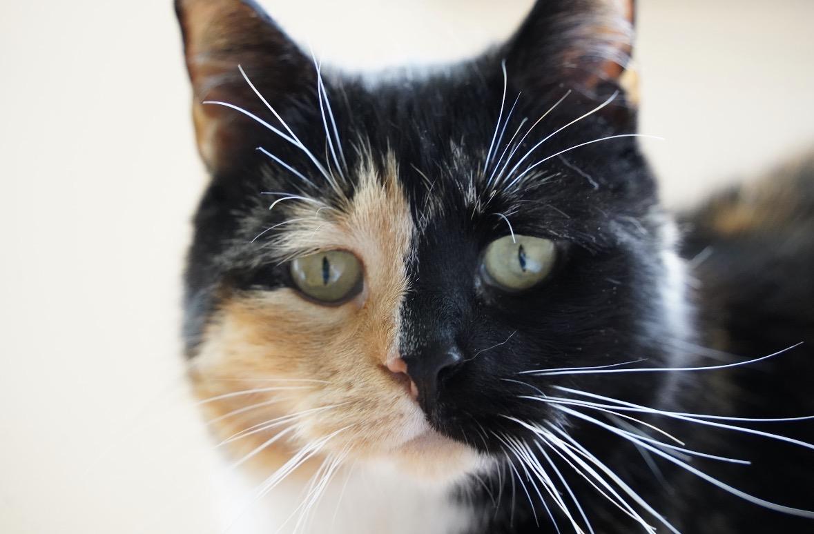 Sweetie ( a true sweetheart ), an adoptable Domestic Short Hair in Staten island, NY image 1/6
