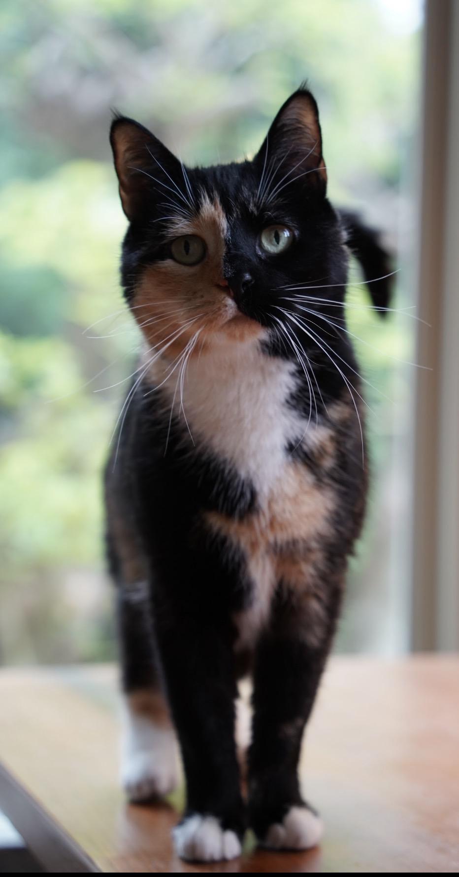 Sweetie ( a true sweetheart ), an adoptable Domestic Short Hair in Staten island, NY image 6/6