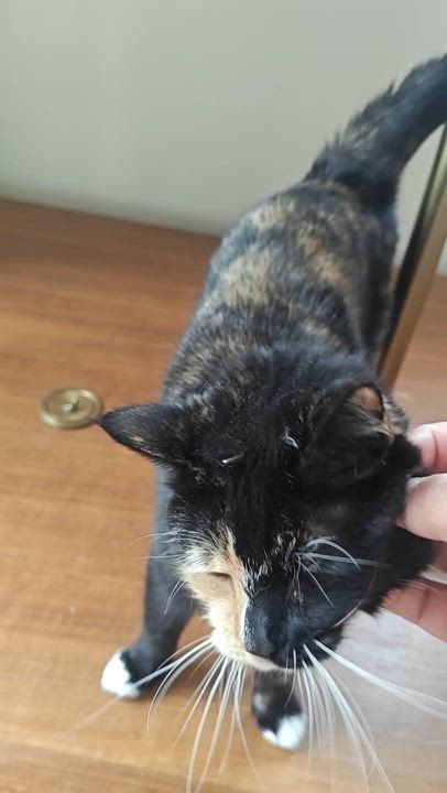 Enlarge Sweetie ( a true sweetheart ), an adoptable Domestic Short Hair in Staten island, NY video 5/6