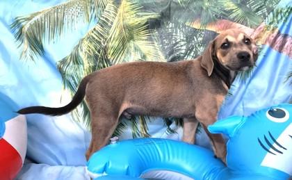 Macaroon, a Adoptable mixed breed in Elmira, NY image 1/2