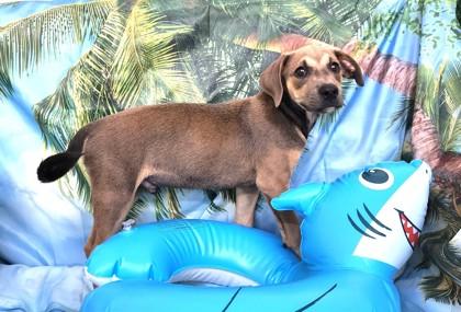 Macaroon, a Adoptable mixed breed in Elmira, NY image 2/2