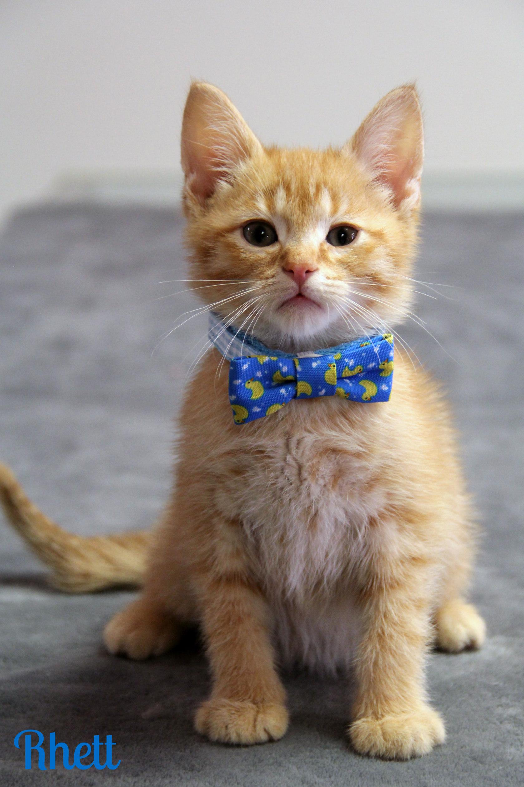 Enlarge Rhett, an adopted Domestic Short Hair in Vinton, IA image 1/1
