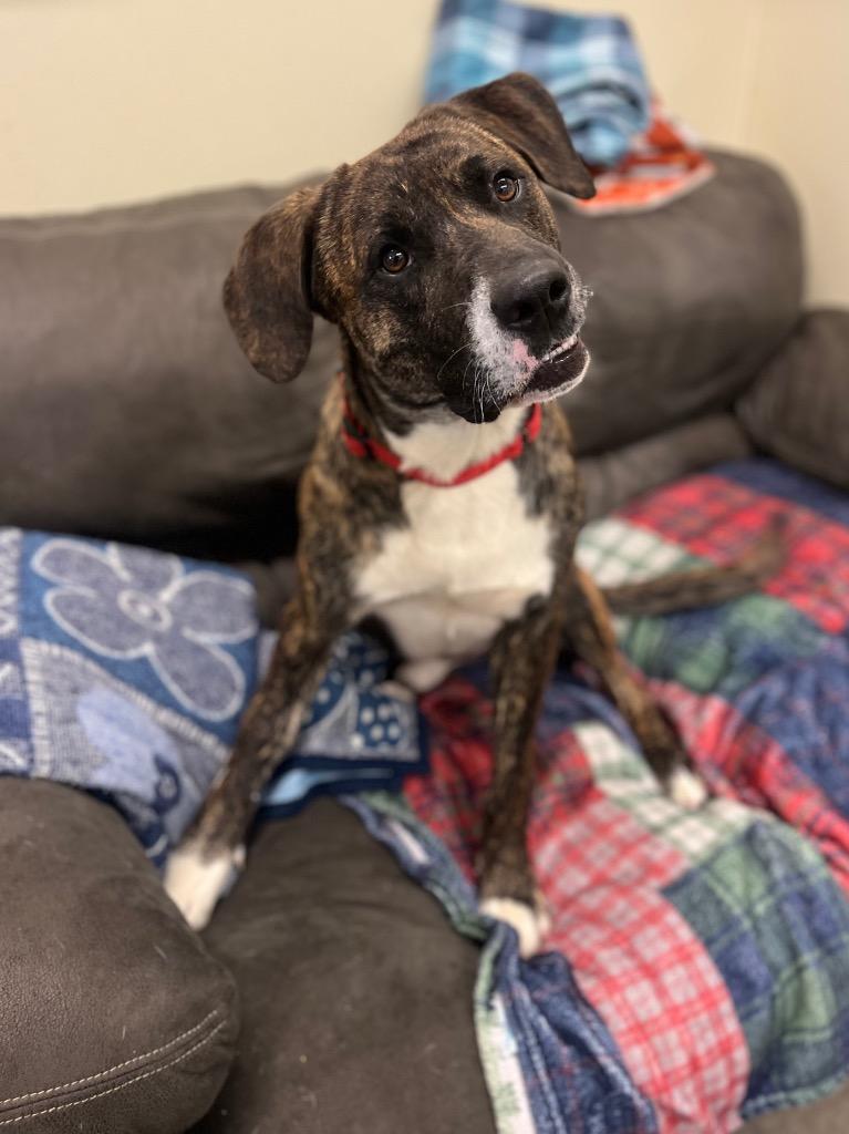 Clifford, Adoptable, Adult Male Plott Hound & Mixed Breed.