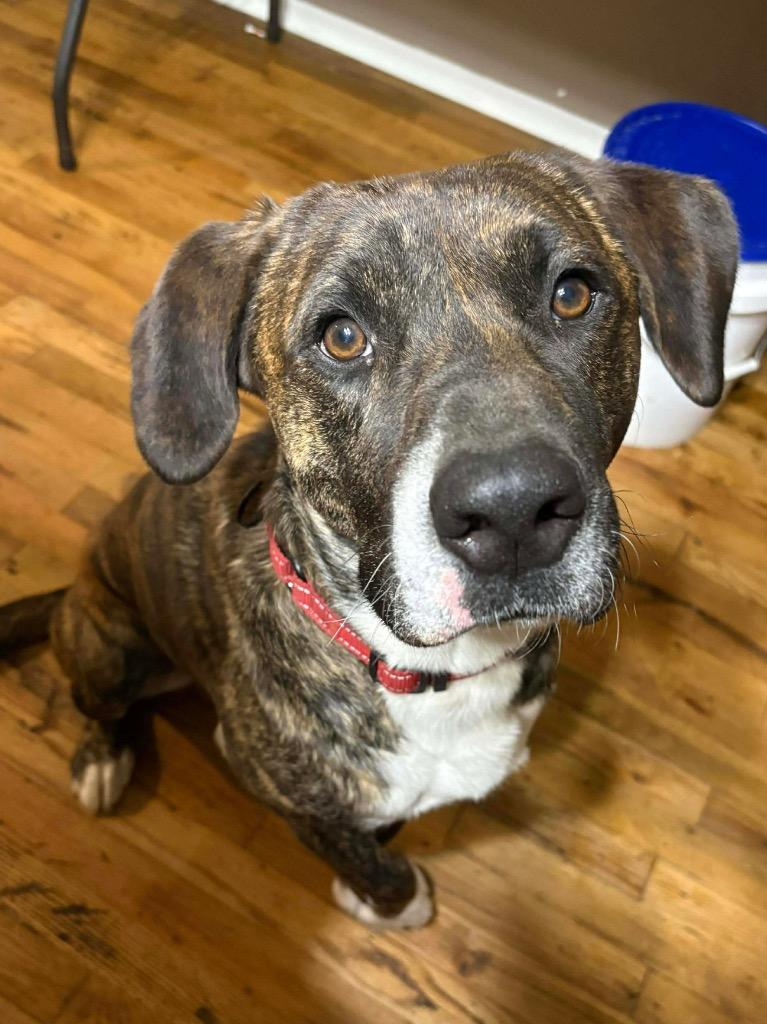 Clifford, Adoptable, Adult Male Plott Hound & Mixed Breed.