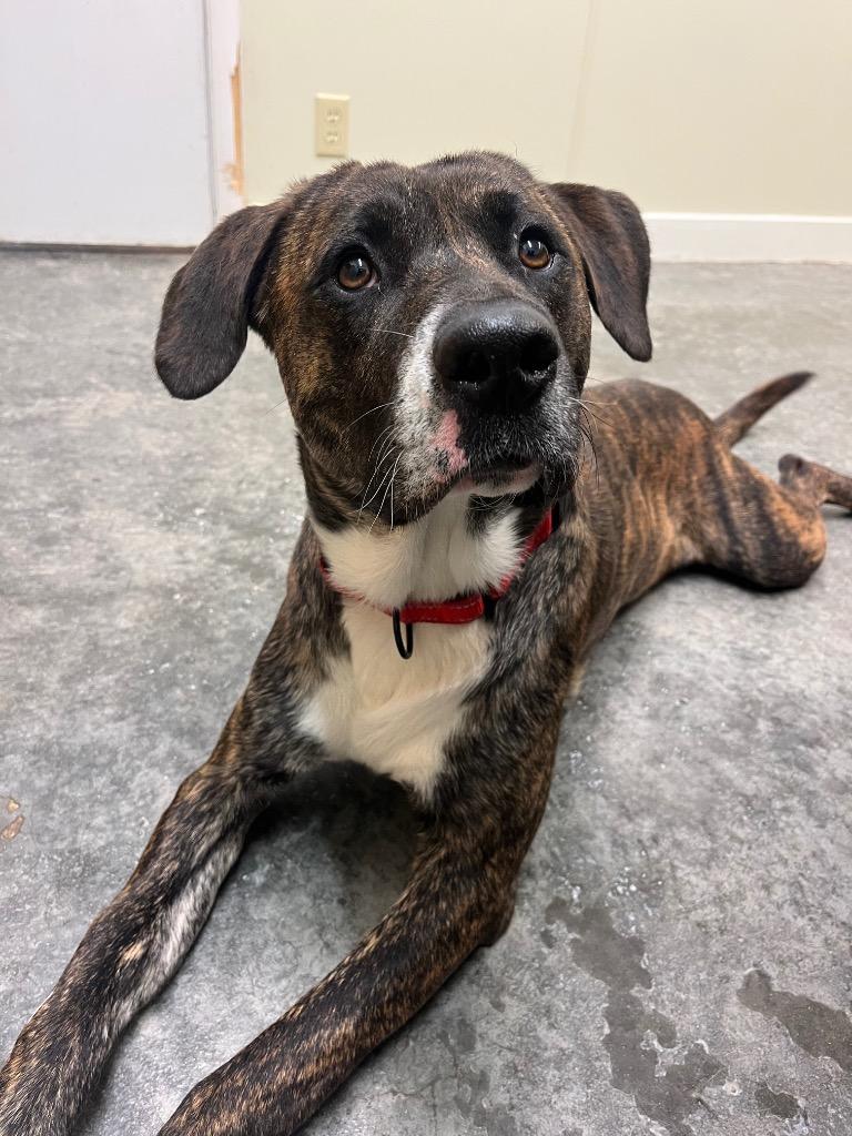 Clifford, a Adoptable mixed breed in Neosho, MO image 3/6