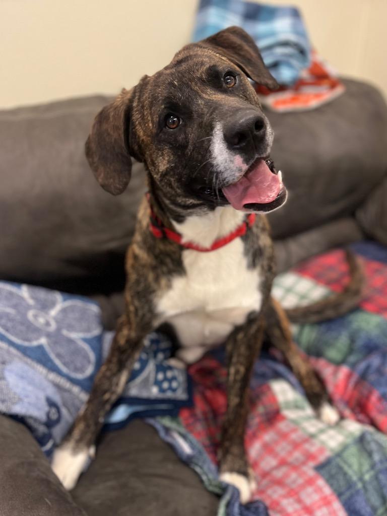 Clifford, a Adoptable mixed breed in Neosho, MO image 4/6