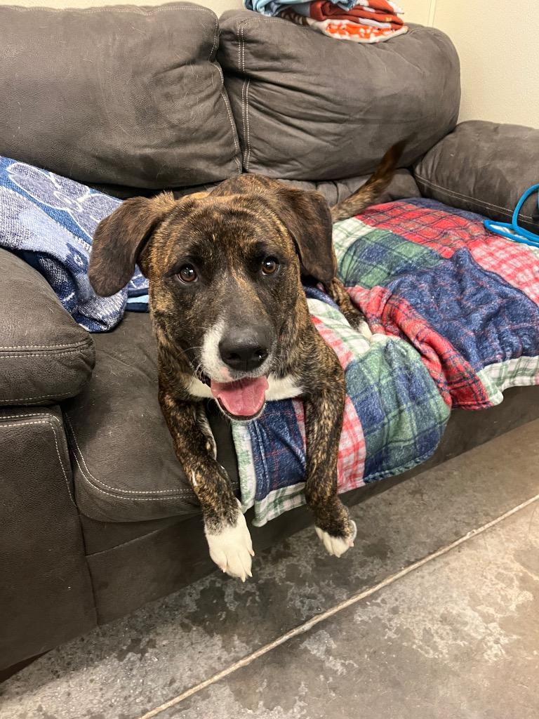 Clifford, a Adoptable mixed breed in Neosho, MO image 5/6