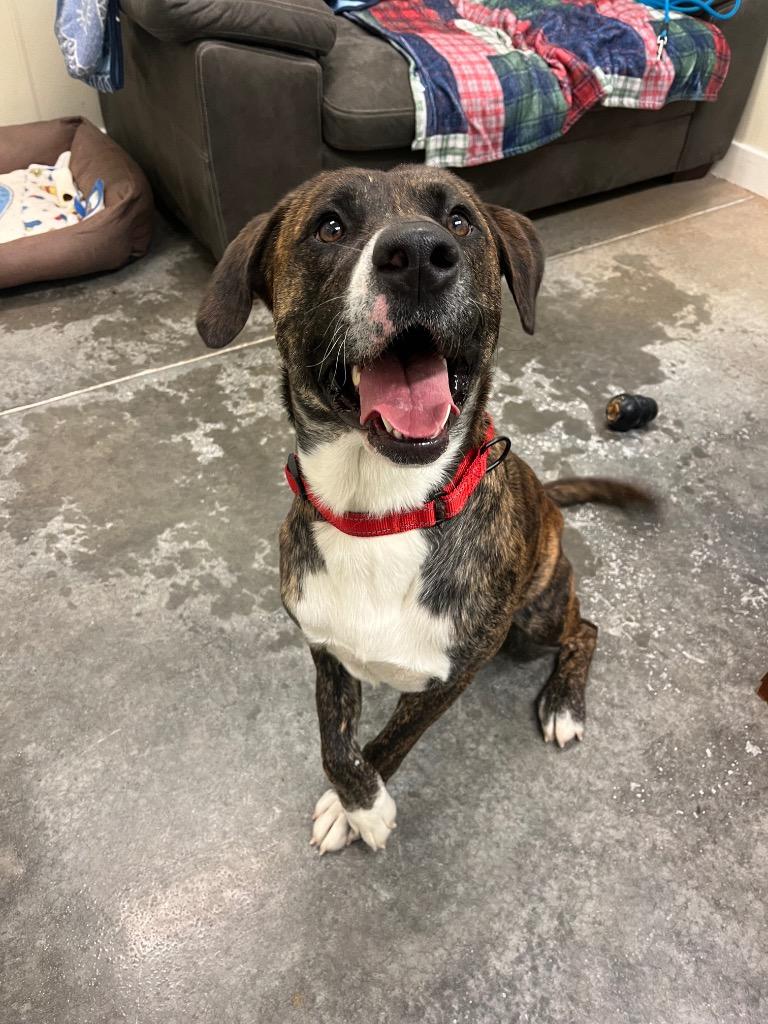 Clifford, a Adoptable mixed breed in Neosho, MO image 6/6