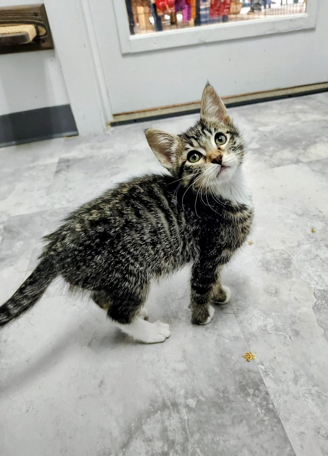 Hector - Sweet and affectionate 8 week kitten, adopted, Kitten Male Domestic Short Hair.