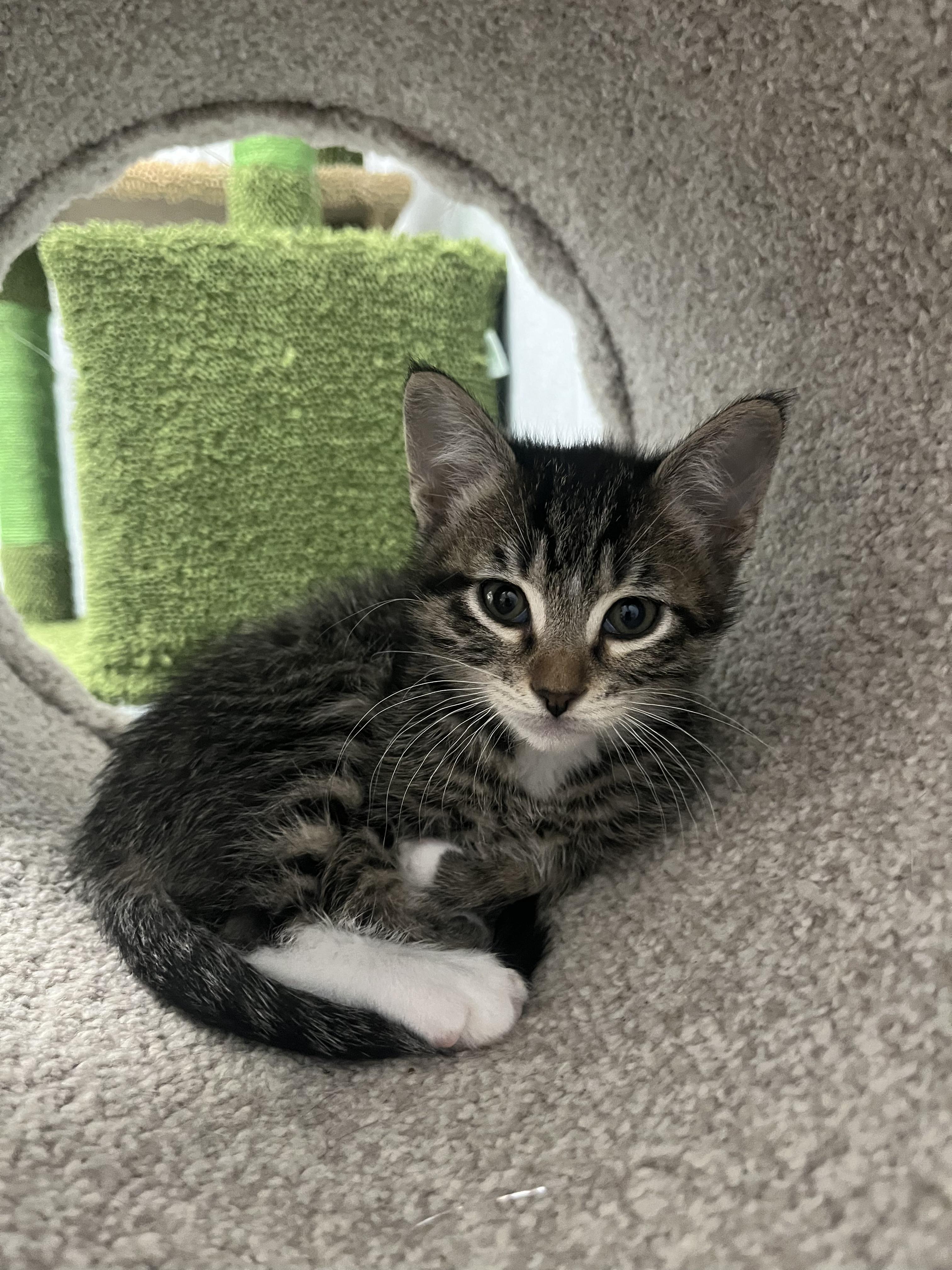Hector - Sweet and affectionate 8 week kitten, an adopted Domestic Short Hair in Hales Corners, WI image 2/6