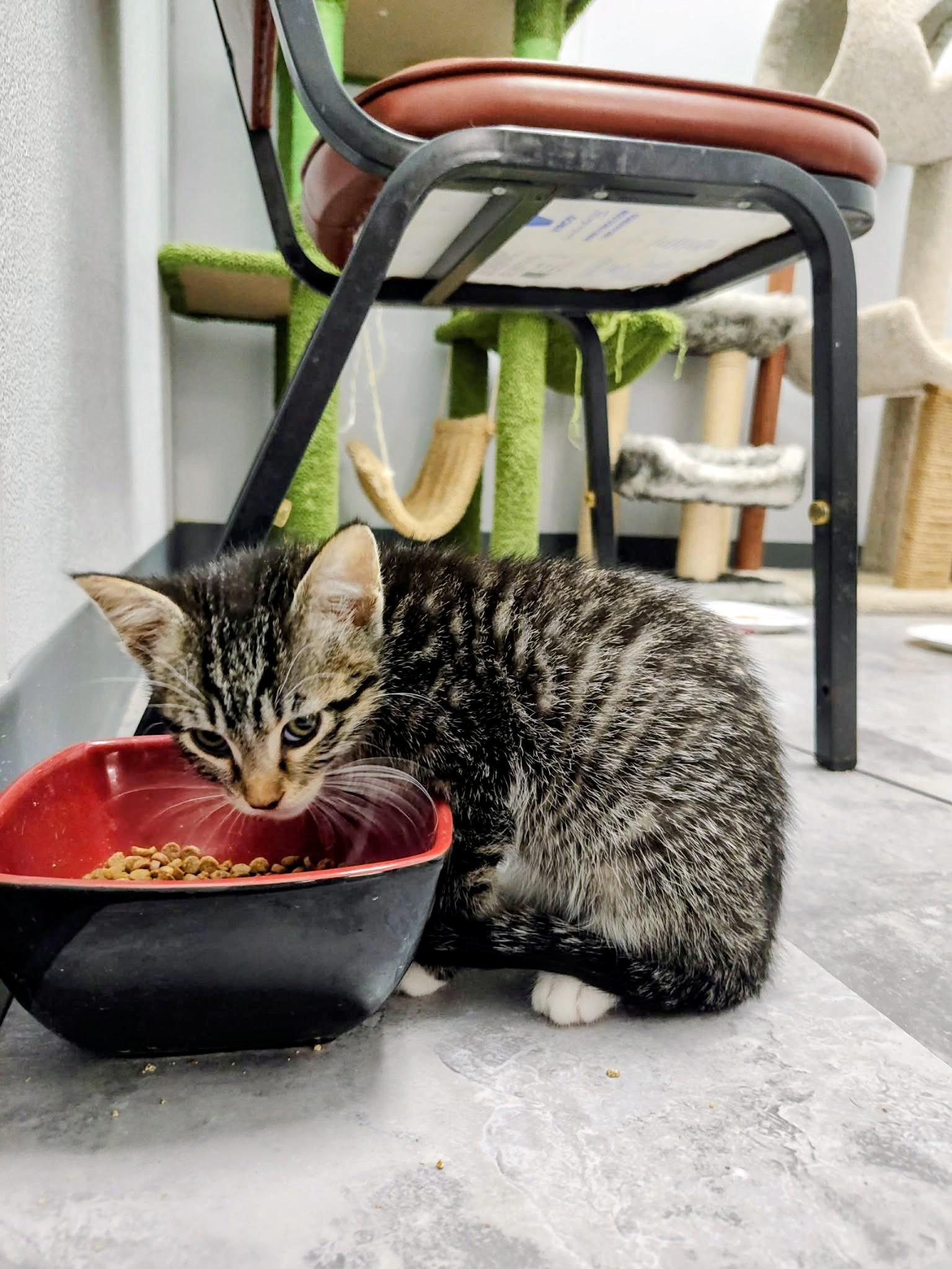 Hector - Sweet and affectionate 8 week kitten, an adopted Domestic Short Hair in Hales Corners, WI image 5/6