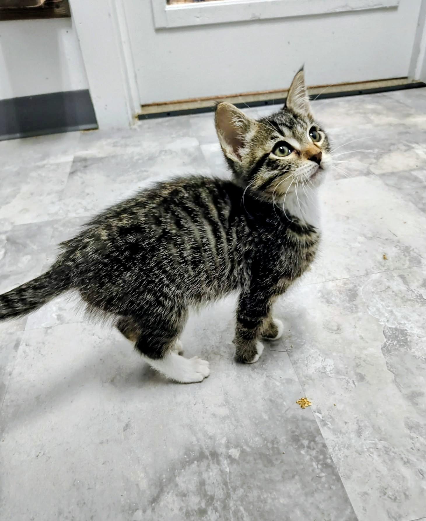 Hector - Sweet and affectionate 8 week kitten, an adopted Domestic Short Hair in Hales Corners, WI image 4/6