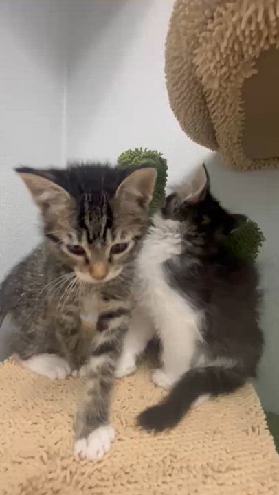 Enlarge Hector - Sweet and affectionate 8 week kitten, an adopted Domestic Short Hair in Hales Corners, WI video 3/6