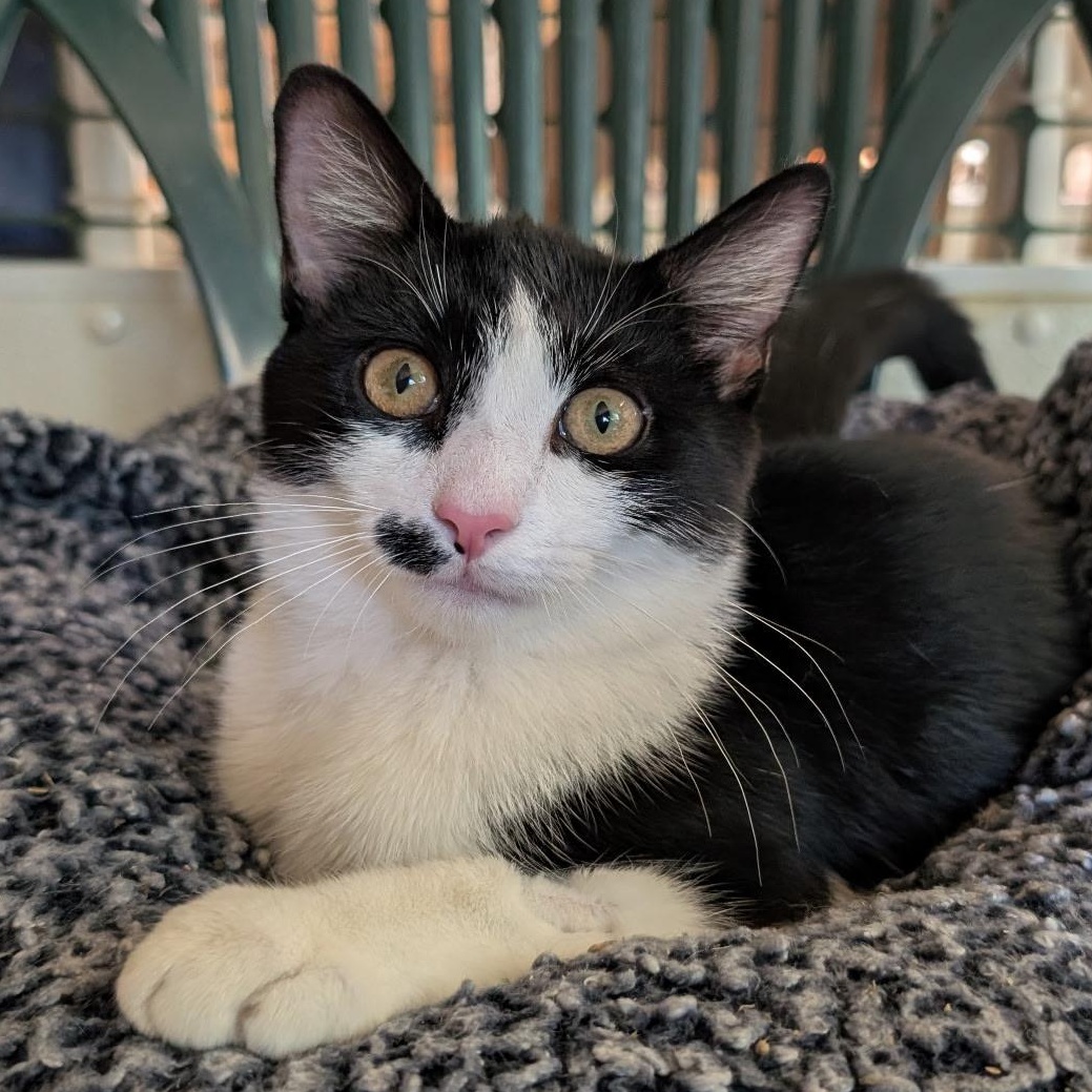 Enlarge Boyd, a Adoptable Domestic Short Hair in Waynesville, NC image 2/2