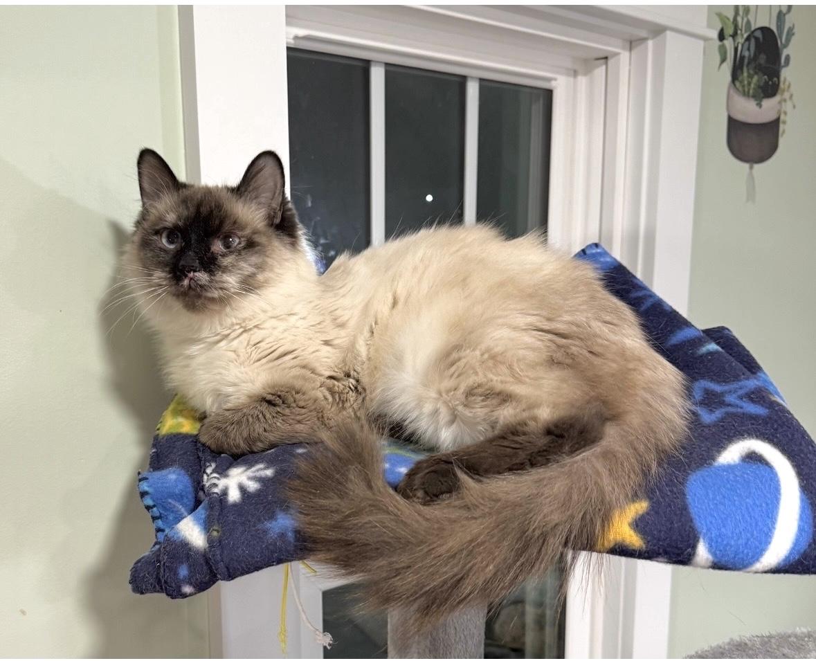 Thalia , adopted, Adult Female Ragdoll & Dilute Tortoiseshell.