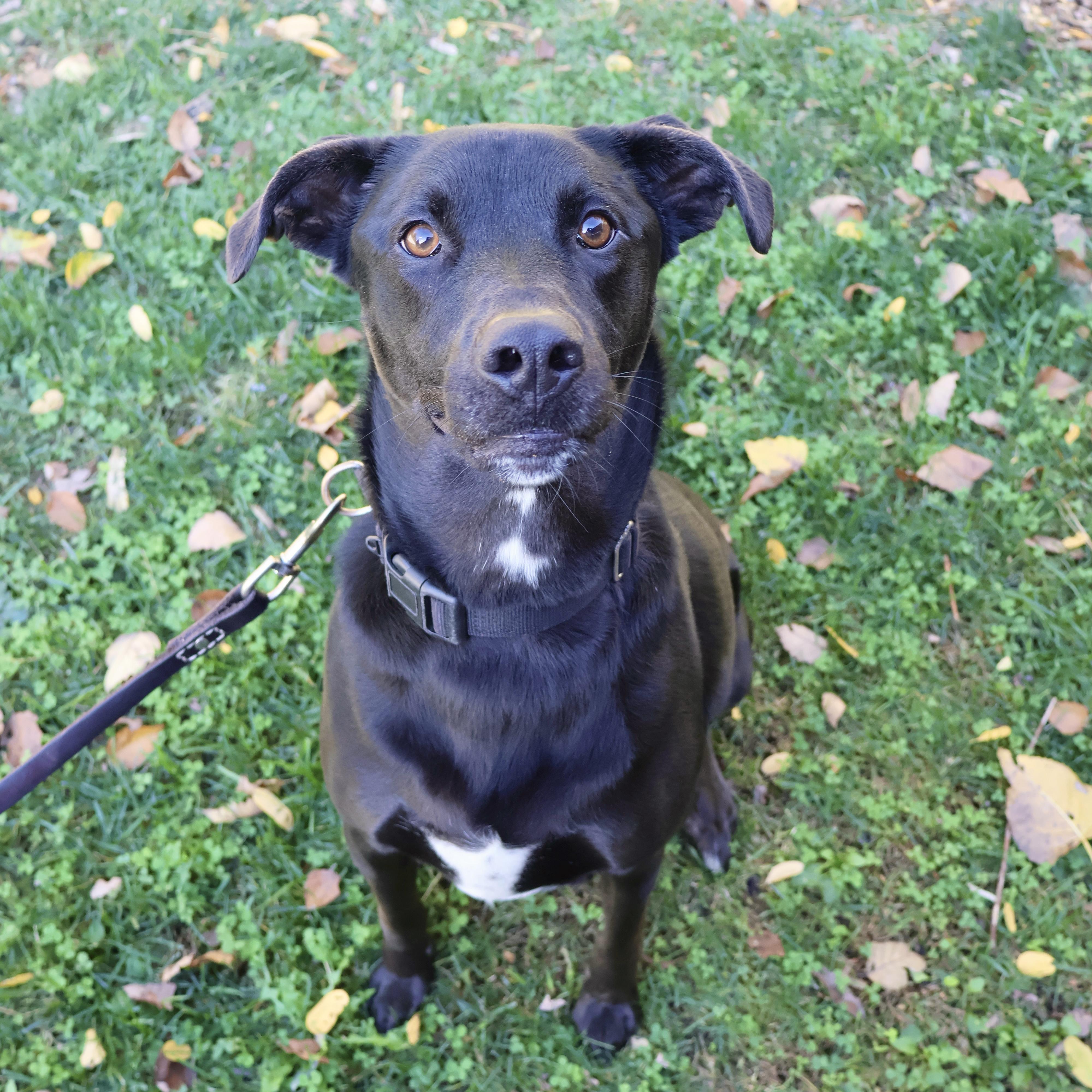 Koda**, Adoptable, Adult Male Labrador Retriever.