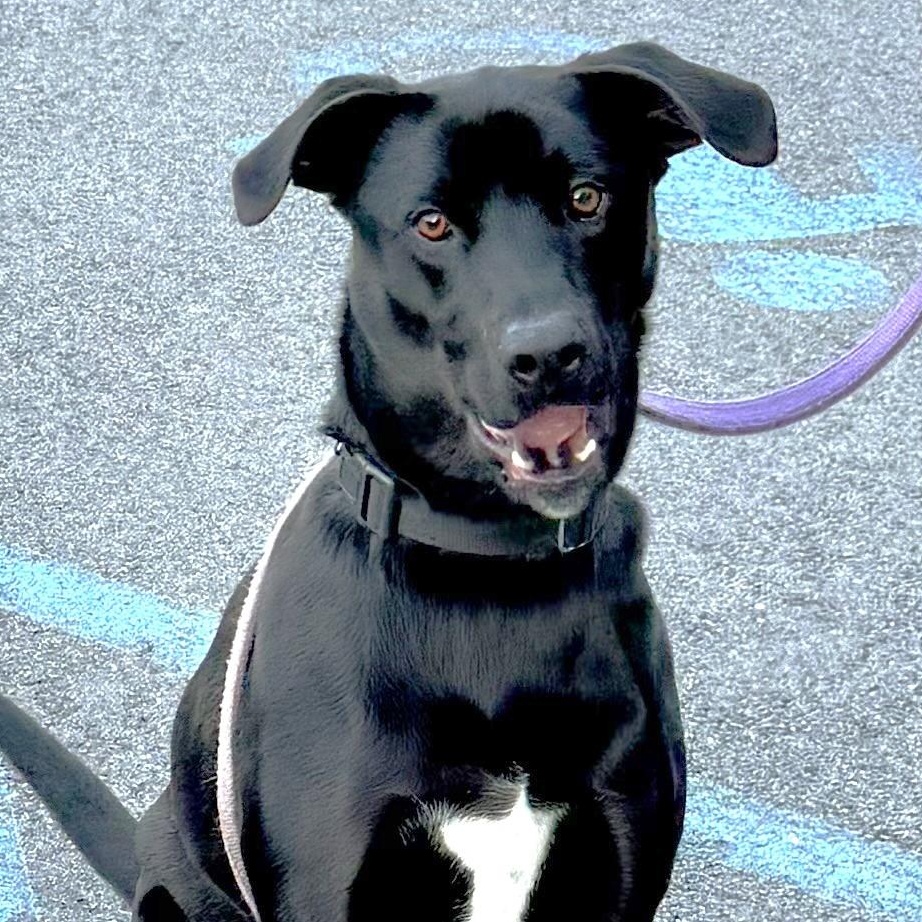 Enlarge Koda**, a Adoptable Labrador Retriever in Briarcliff Manor, NY image 4/5