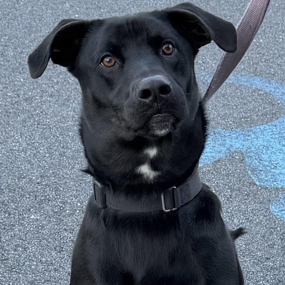 Enlarge Koda**, a Adoptable Labrador Retriever in Briarcliff Manor, NY image 5/5