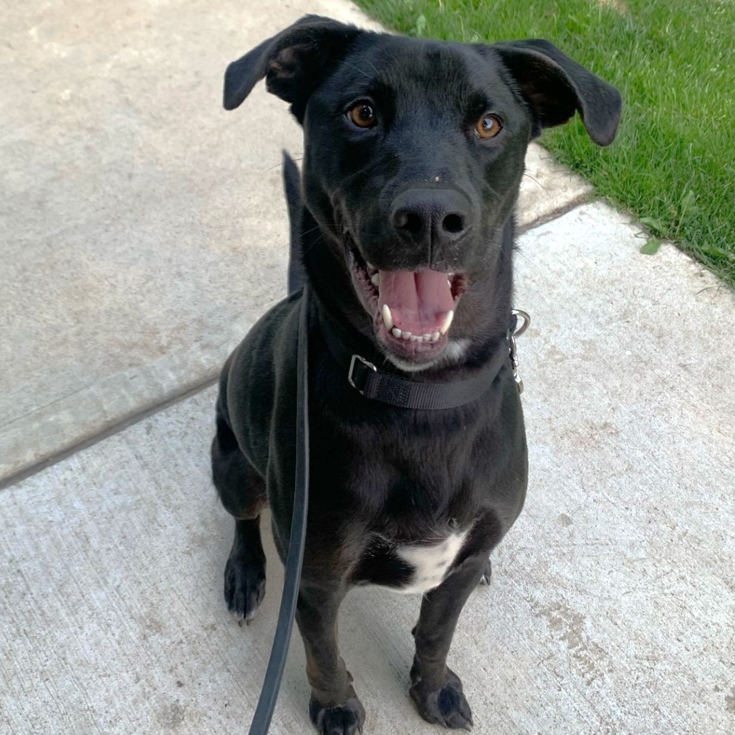 Koda**, Adoptable, Adult Male Labrador Retriever.
