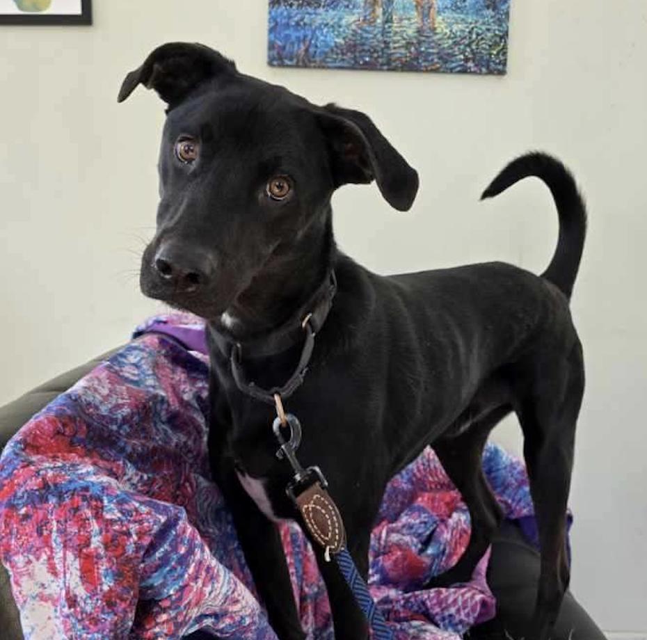 Enlarge Koda**, a Adoptable Labrador Retriever in Briarcliff Manor, NY image 5/6