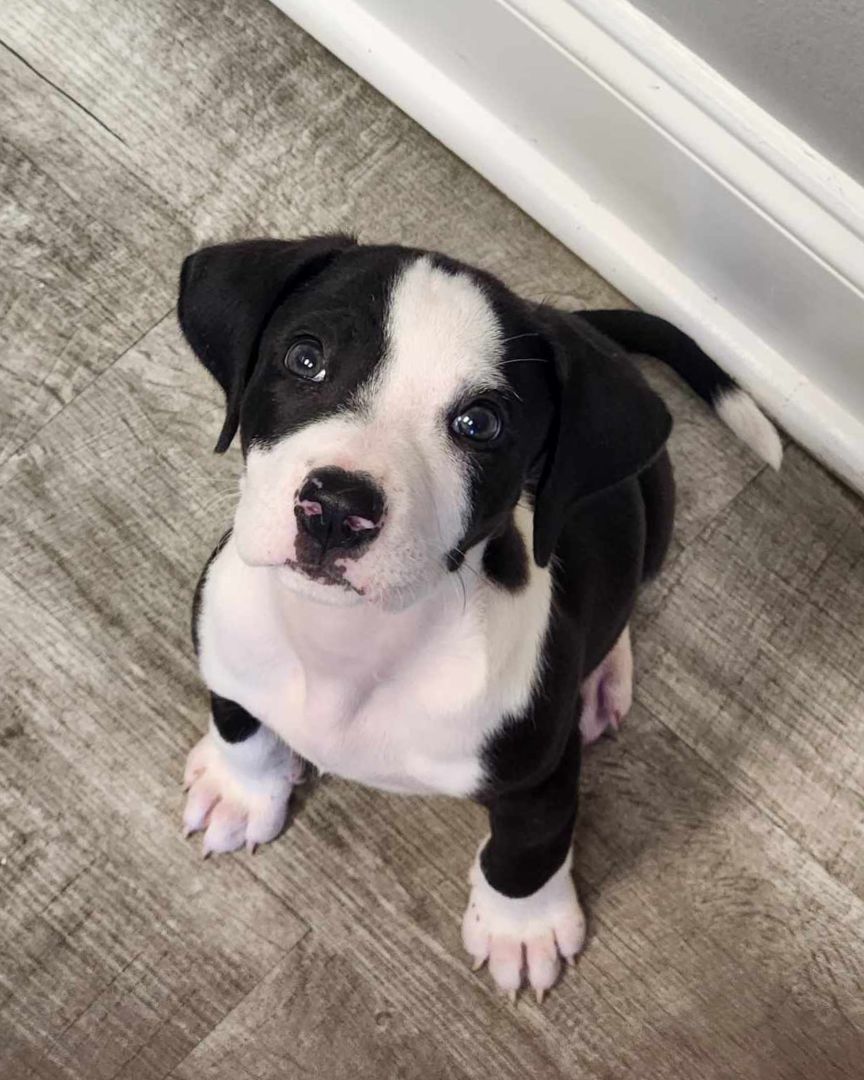 Hansel , Adopted, Puppy Male Hound.