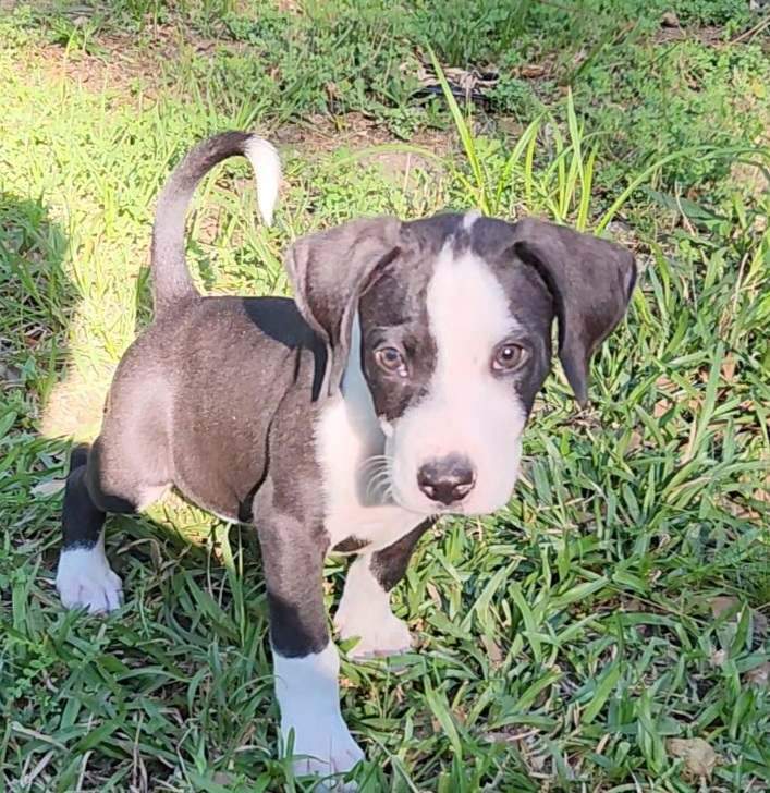 Hansel , a Adopted mixed breed in Killian, LA image 3/6