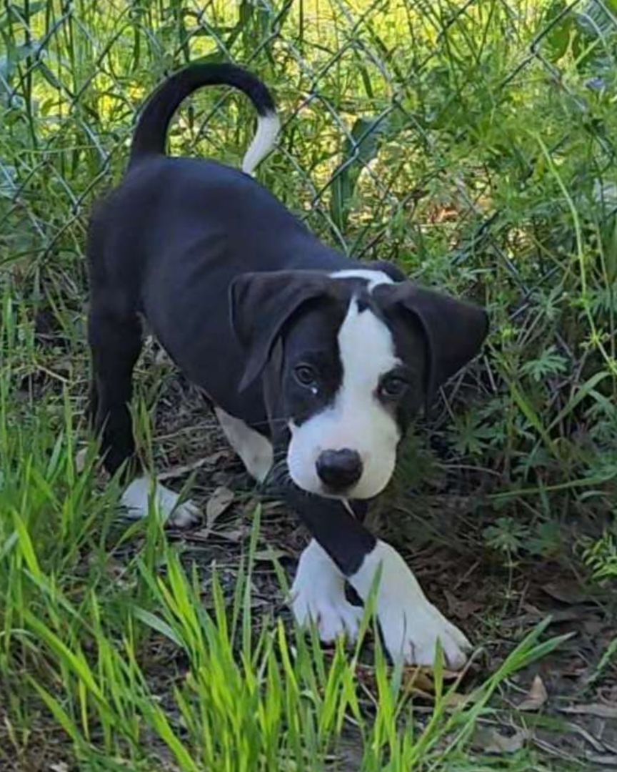 Hansel , a Adopted mixed breed in Killian, LA image 4/6