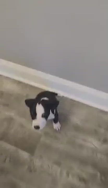 Enlarge Hansel , a Adopted mixed breed in Killian, LA video 6/6