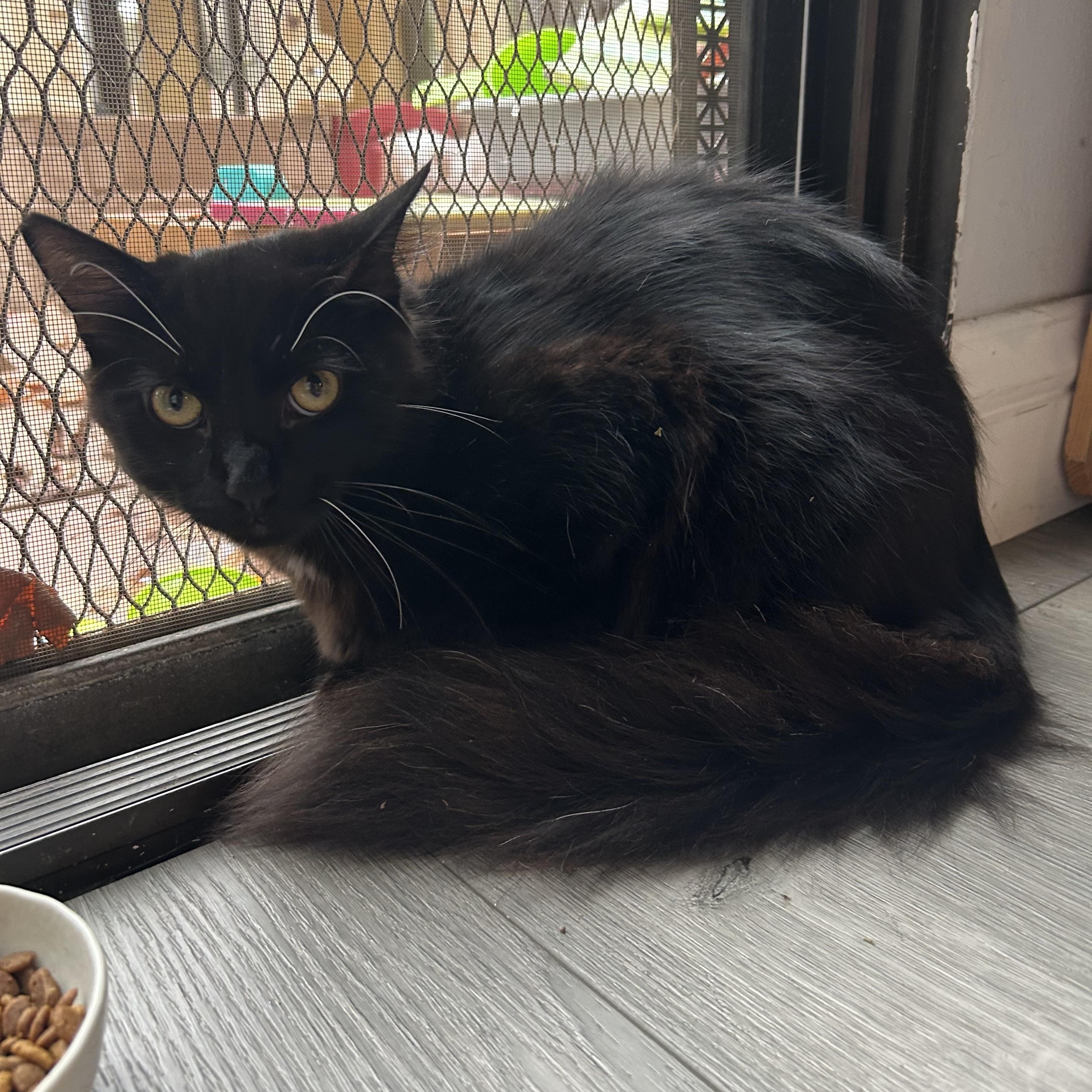 Mickey, Adoptable, Young Male Domestic Long Hair.