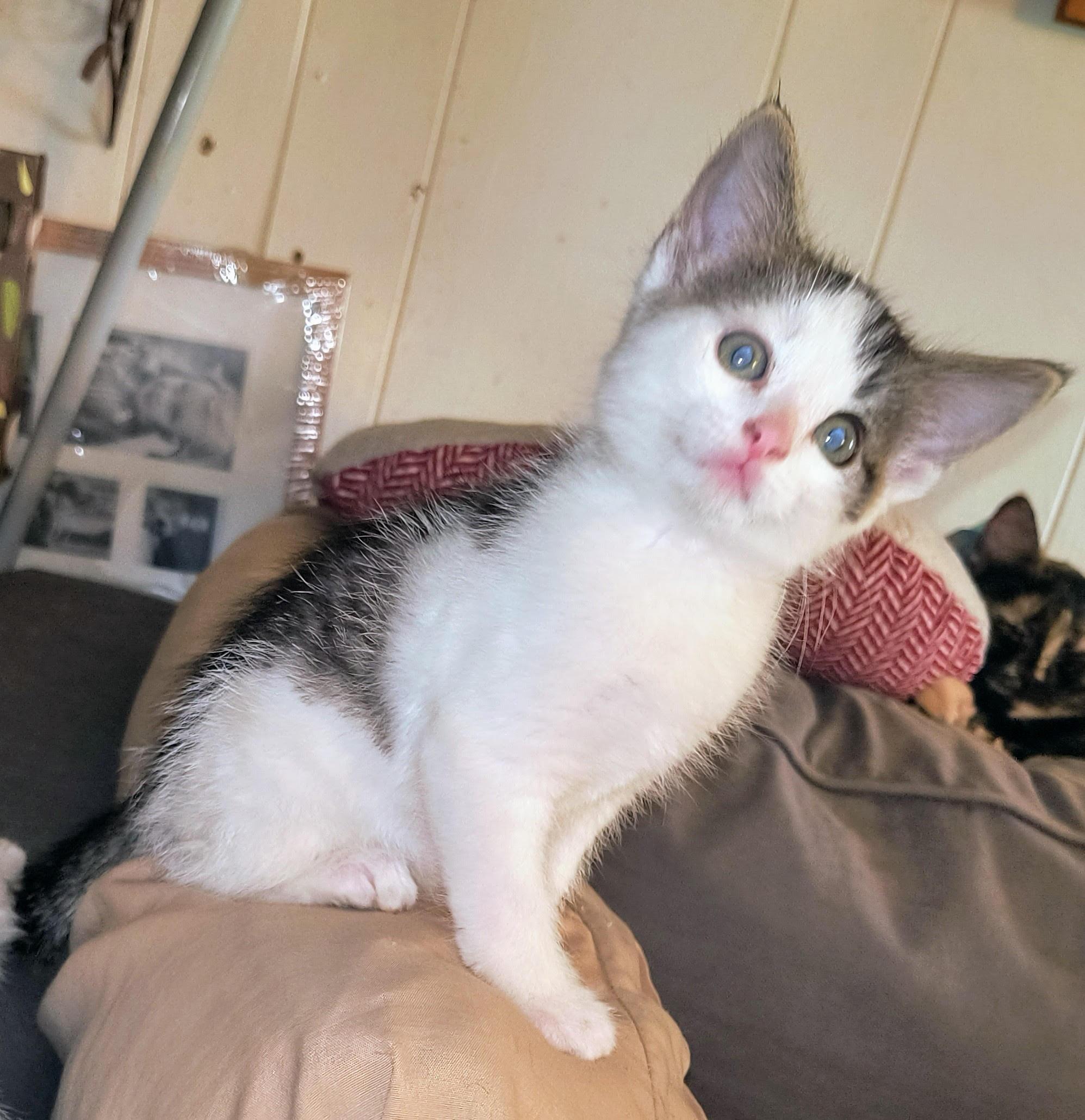 Orion, a Adoptable Domestic Short Hair in Blue Earth, MN image 1/5