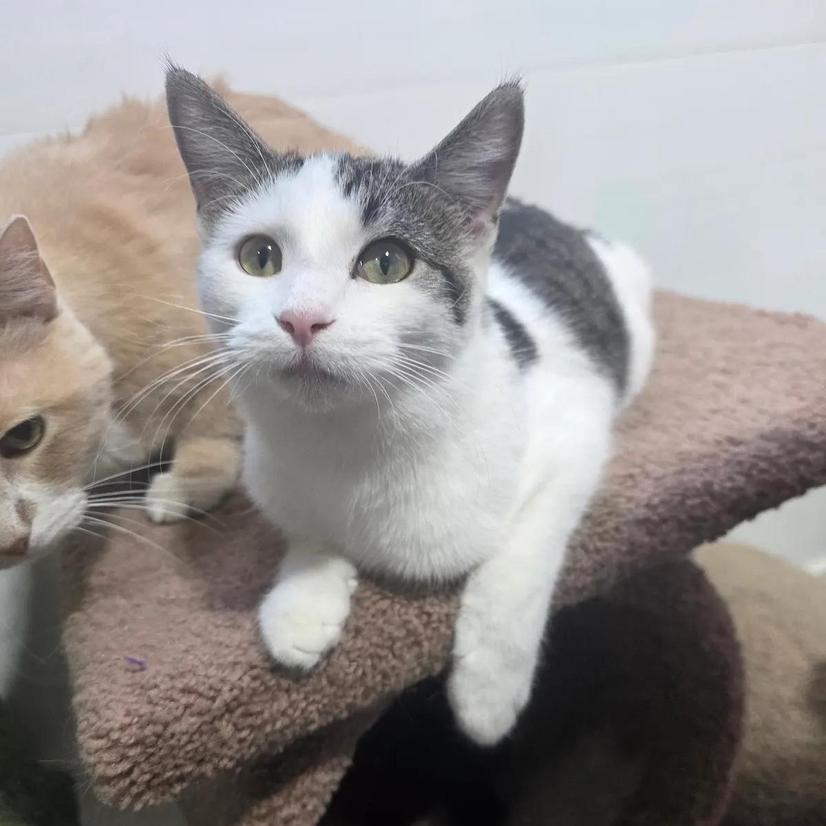 Orion, a Adoptable Domestic Short Hair in Blue Earth, MN image 1/4