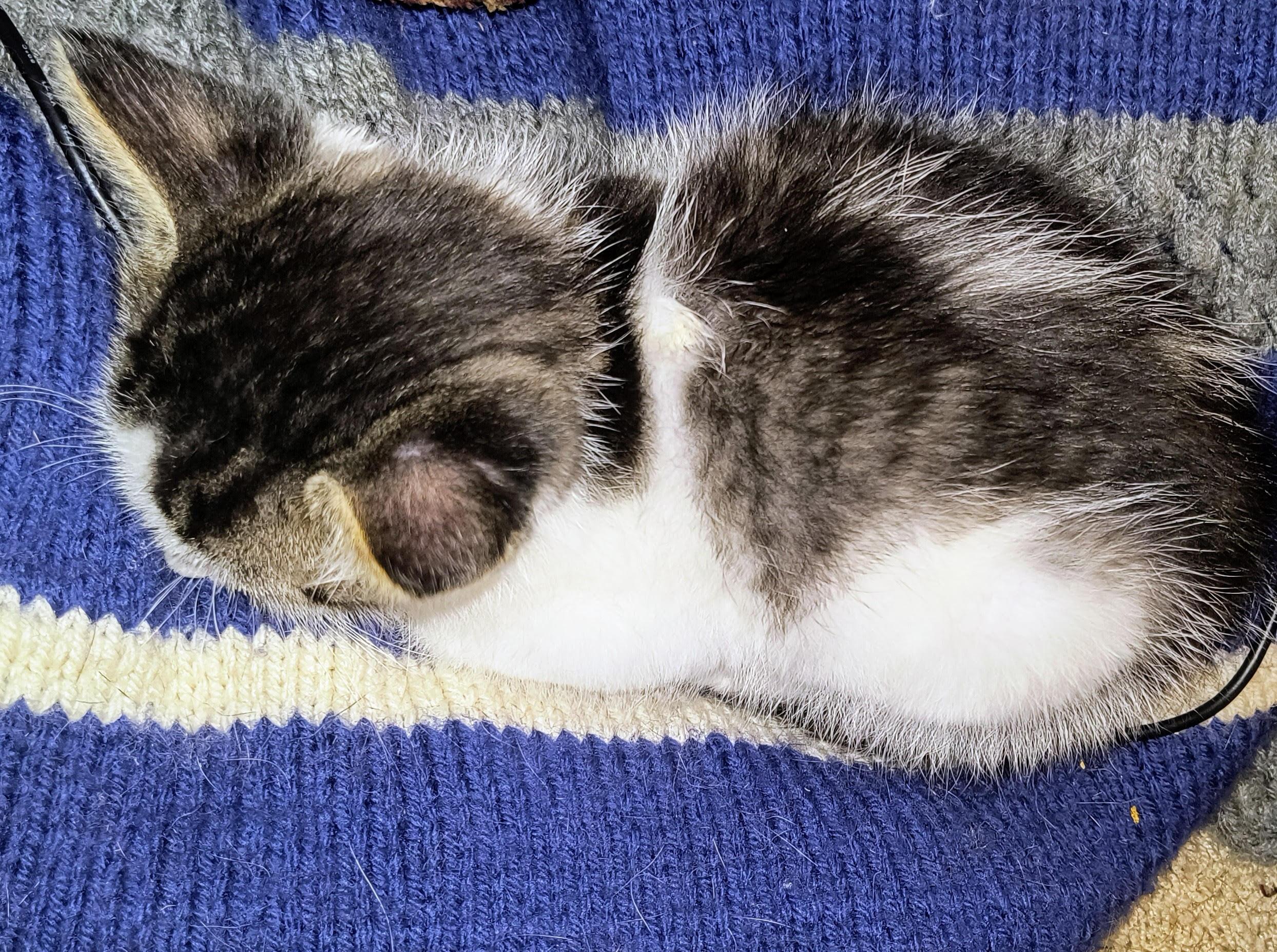 Orion, a Adoptable Domestic Short Hair in Blue Earth, MN image 4/5